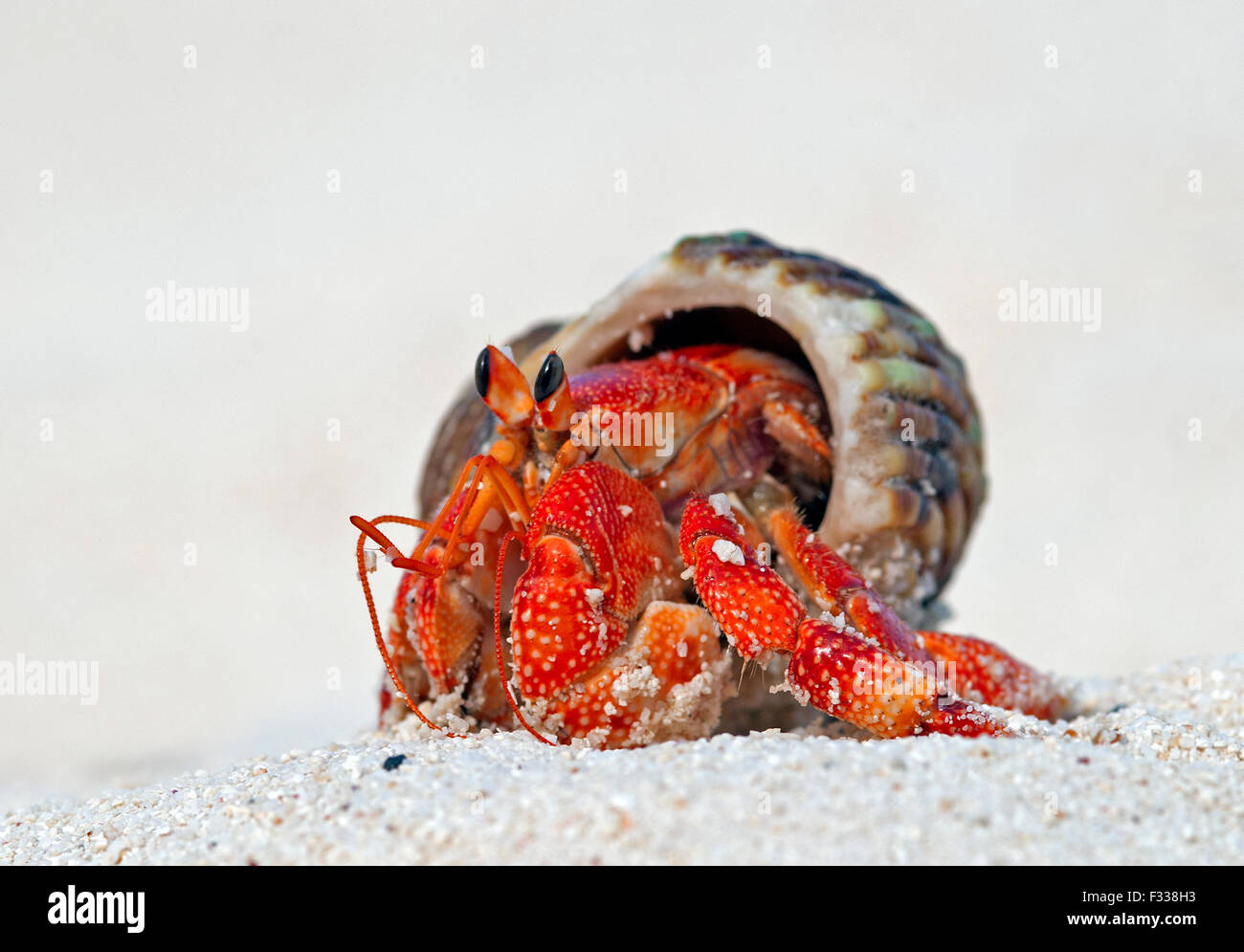 The image of Land hermit crab (Coenobita perlatus) in Karavatti island, Lakshadweep, India Stock Photo