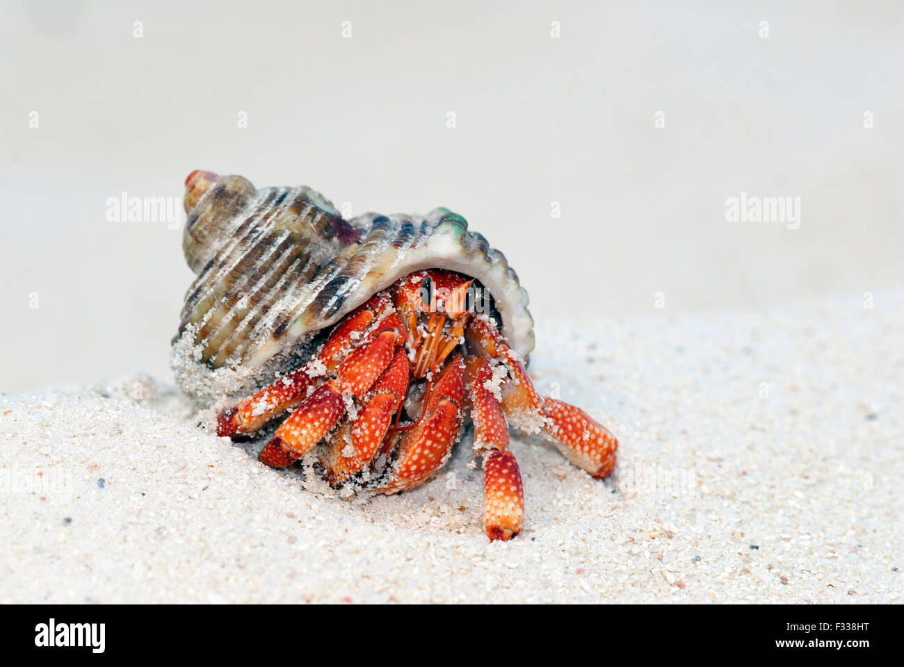 The image of Land hermit crab (Coenobita perlatus) in Karavatti island, Lakshadweep, India Stock Photo