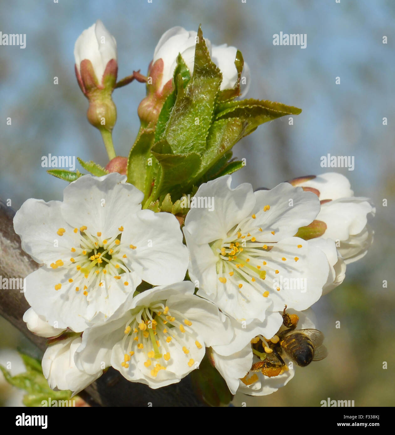 Bee collects pollen from a white flowers Stock Photo