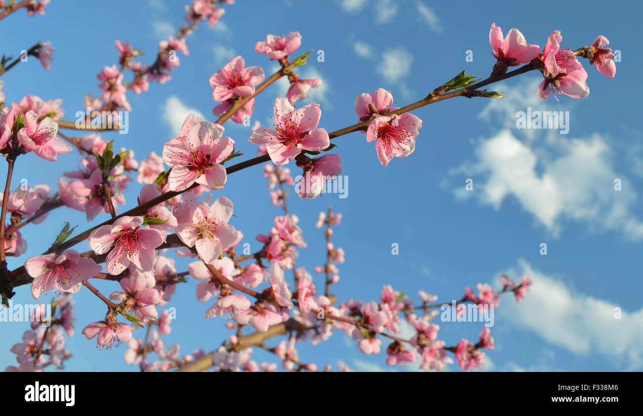 Spring pink flowers on blue background Stock Photo Alamy