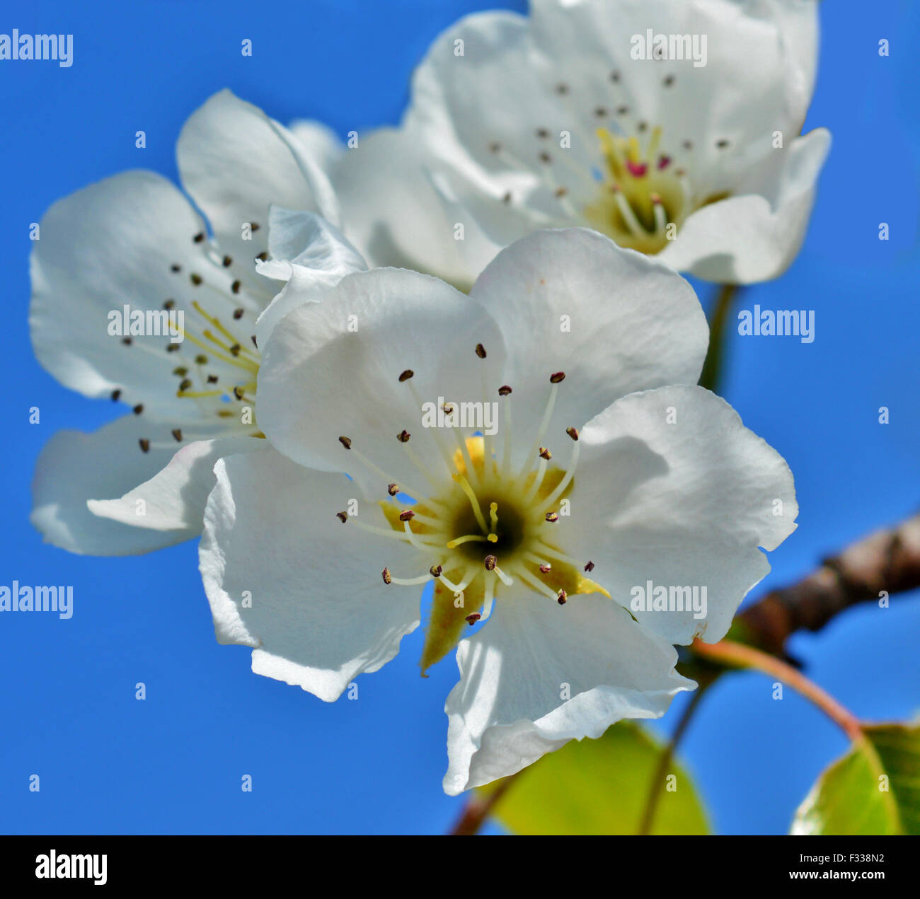 Blue spring flowers background hi-res stock photography and images - Alamy