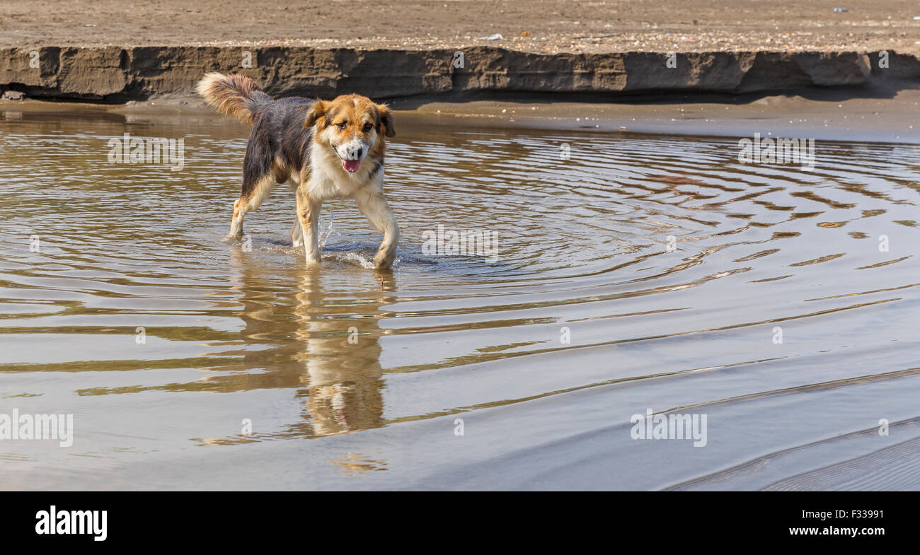 Stray dog walk on the water at the beach Stock Photo