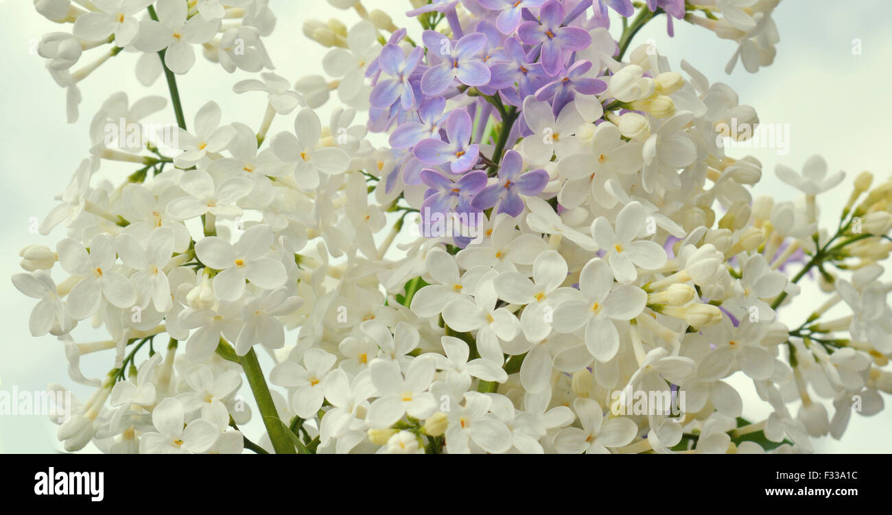 White and violet Lilac twig Stock Photo