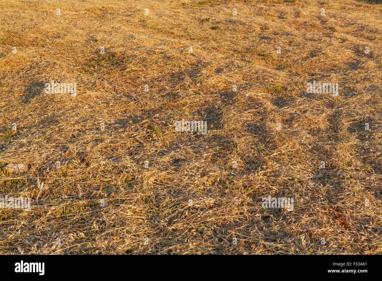 Virginia Rye Mowed Mowed rye texture background farm plant grass Stock Photo - Alamy