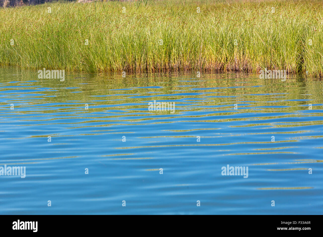 Lake water with reed grass floral nature marsh swamp cane Stock Photo ...