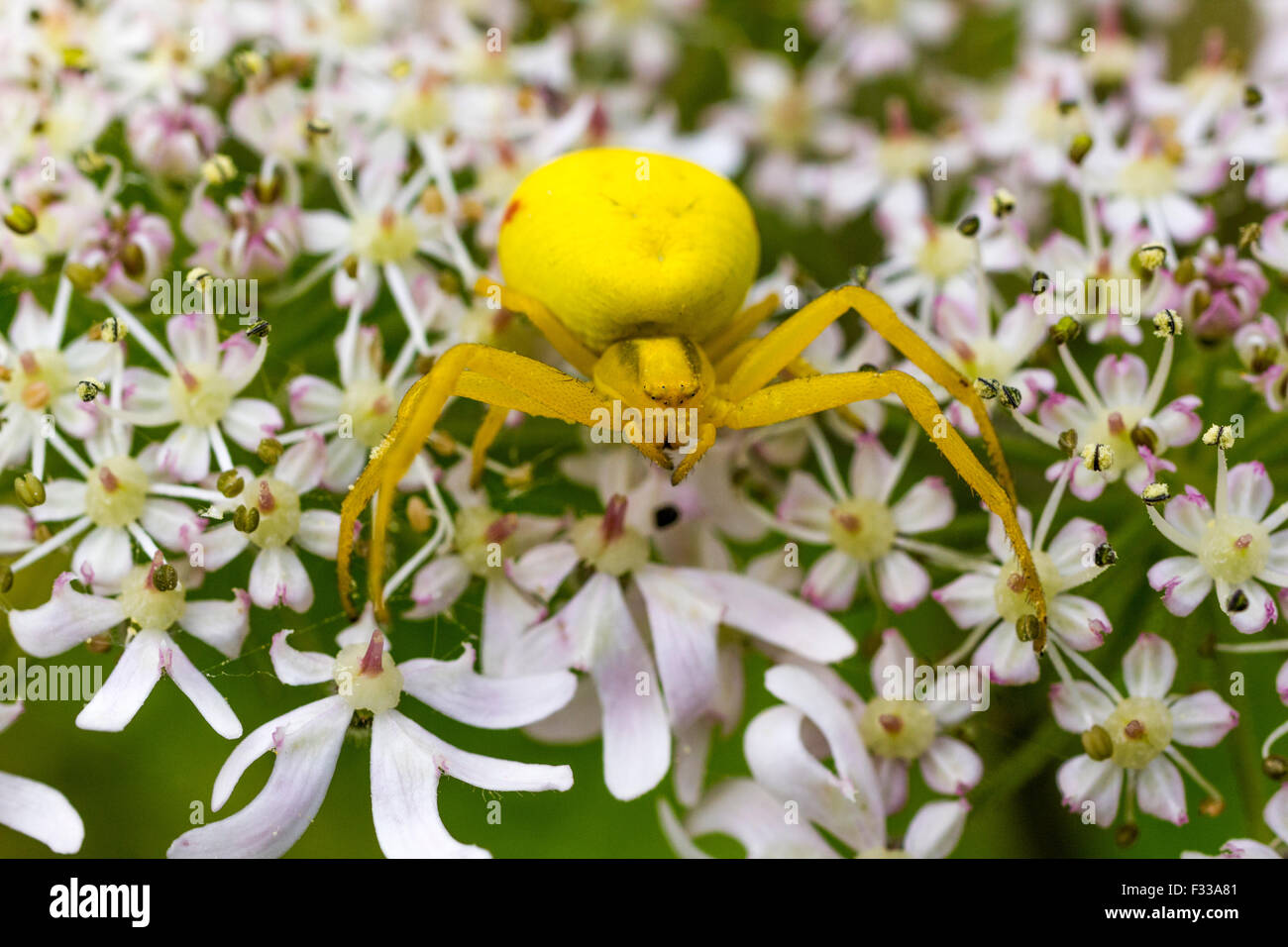 Misumena camouflage hi-res stock photography and images - Alamy