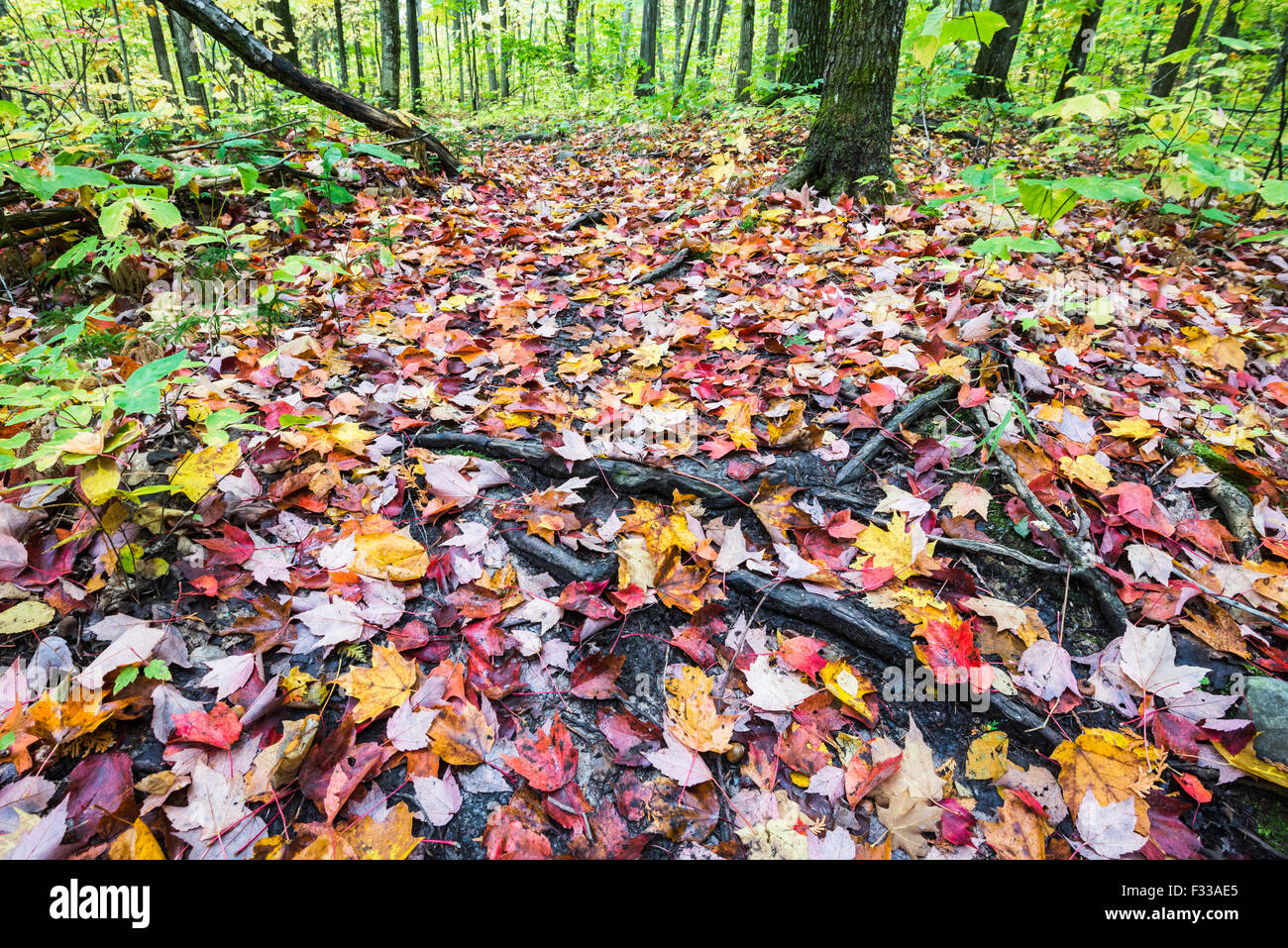 Canada maple forest road hi-res stock photography and images - Alamy