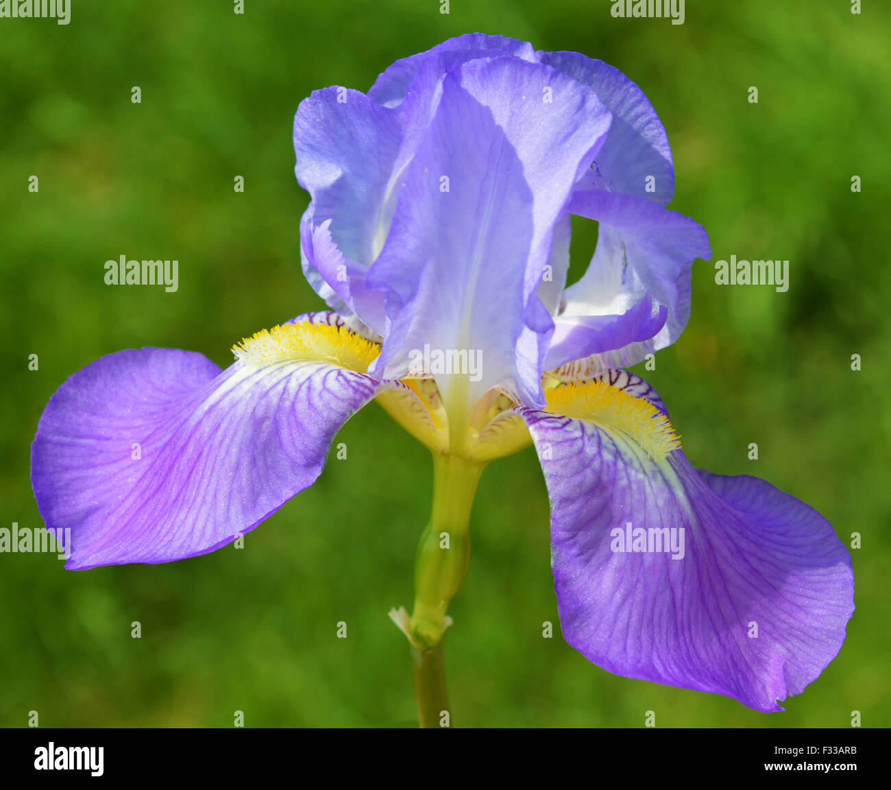 Blue Iris flower - Iridaceae Stock Photo