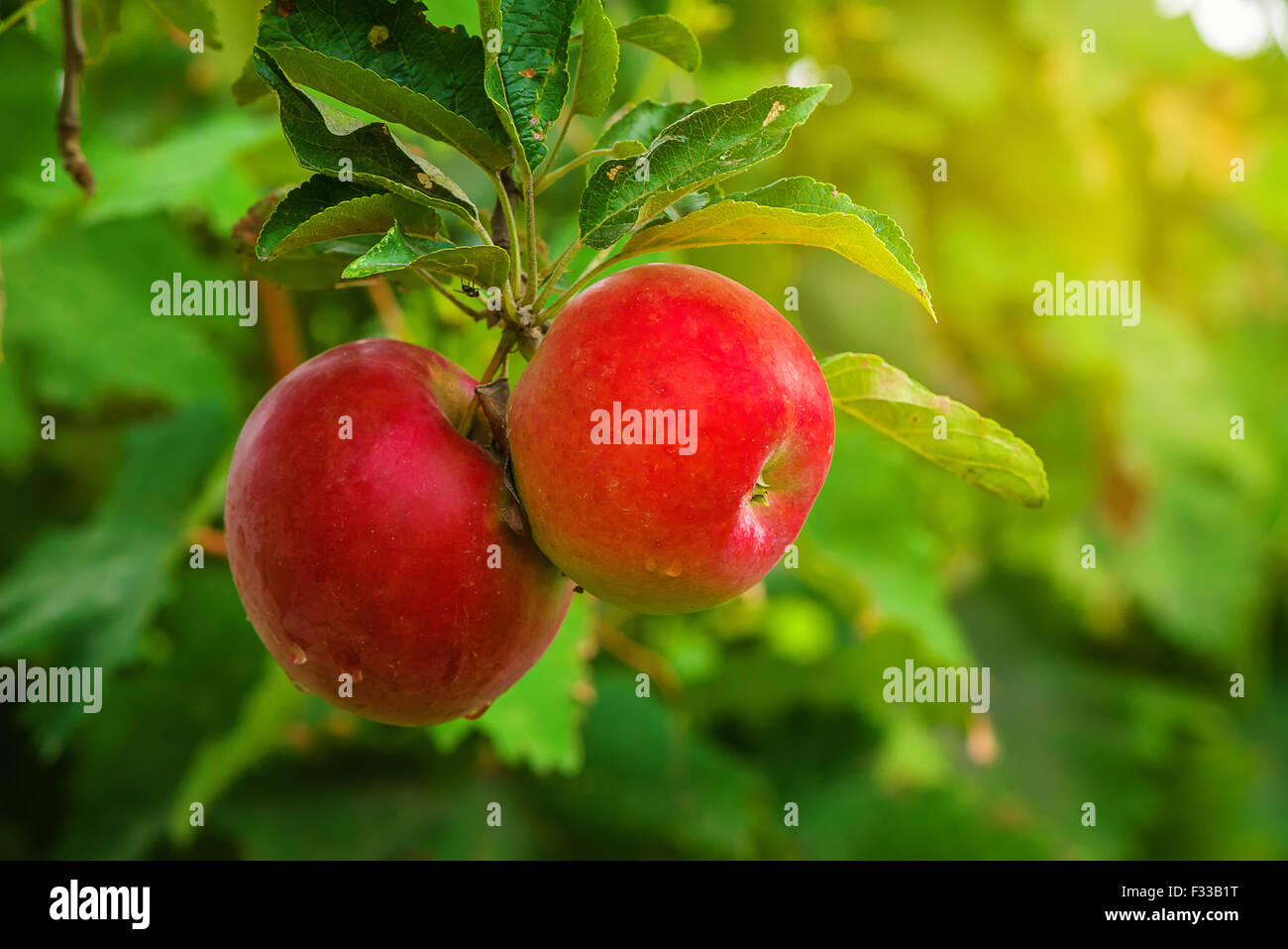 Organic red apple on branch, fruit on orchard ready for picking Stock Photo