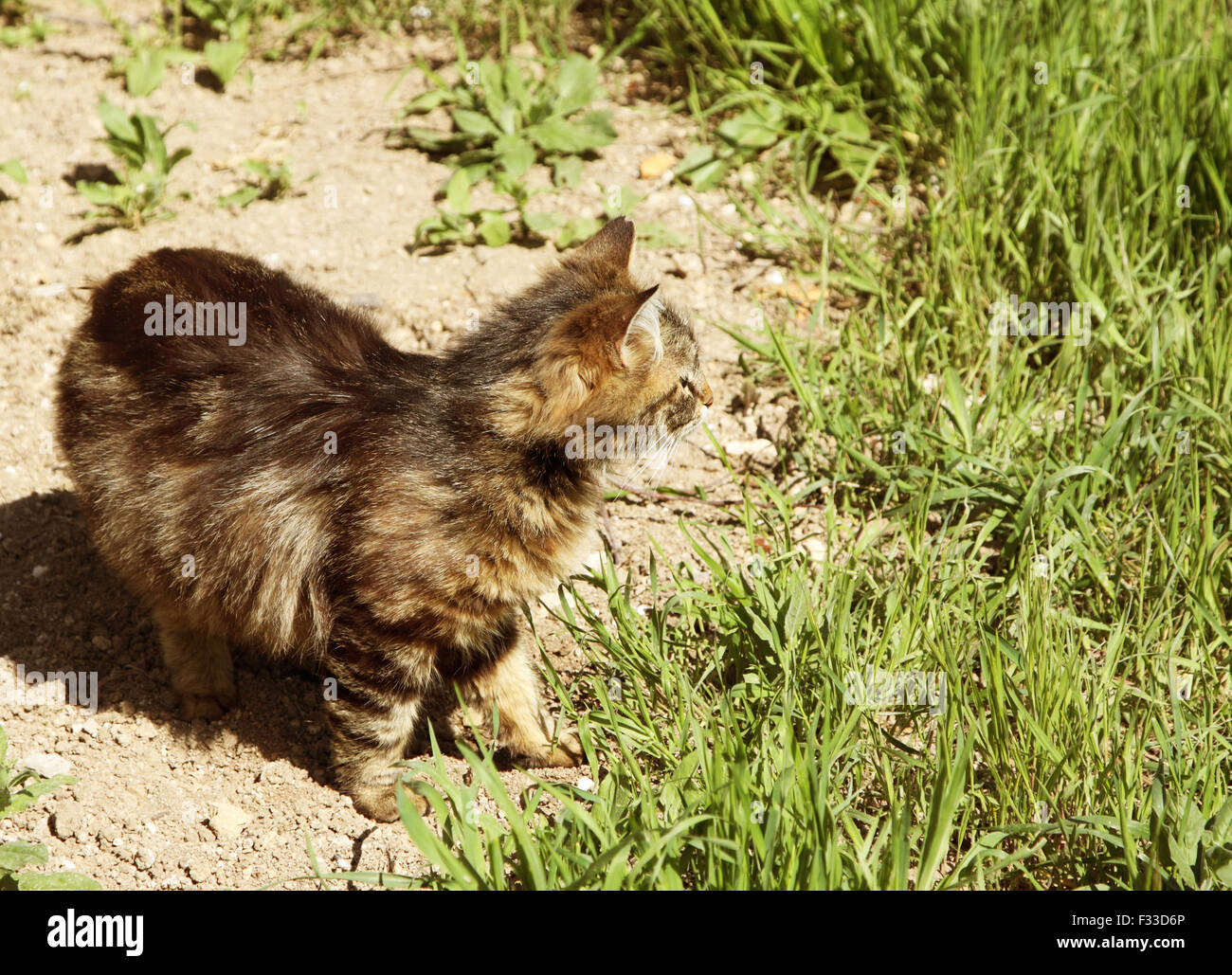Full cat hi-res stock photography and images - Alamy