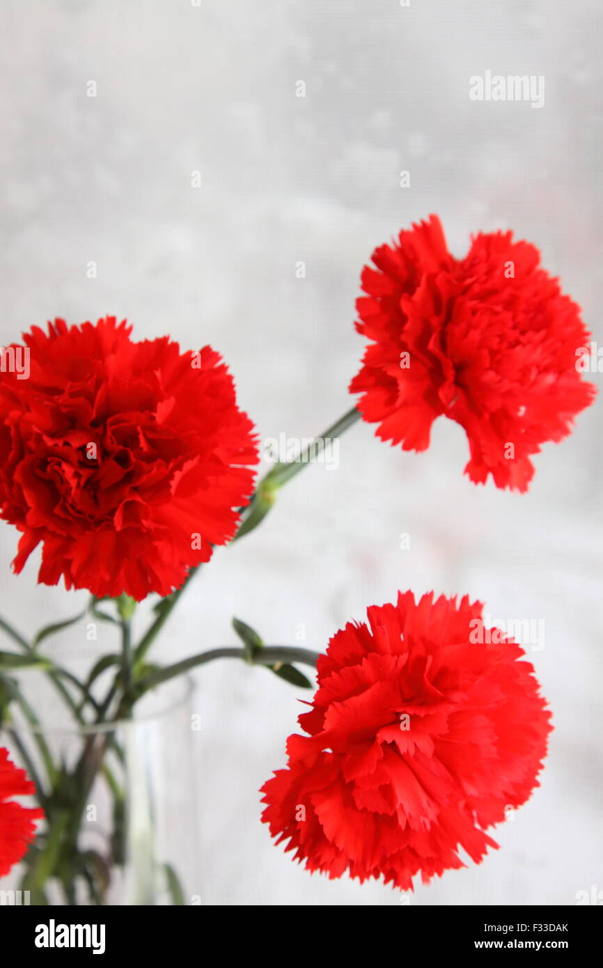 Three carnations hires stock photography and images Alamy