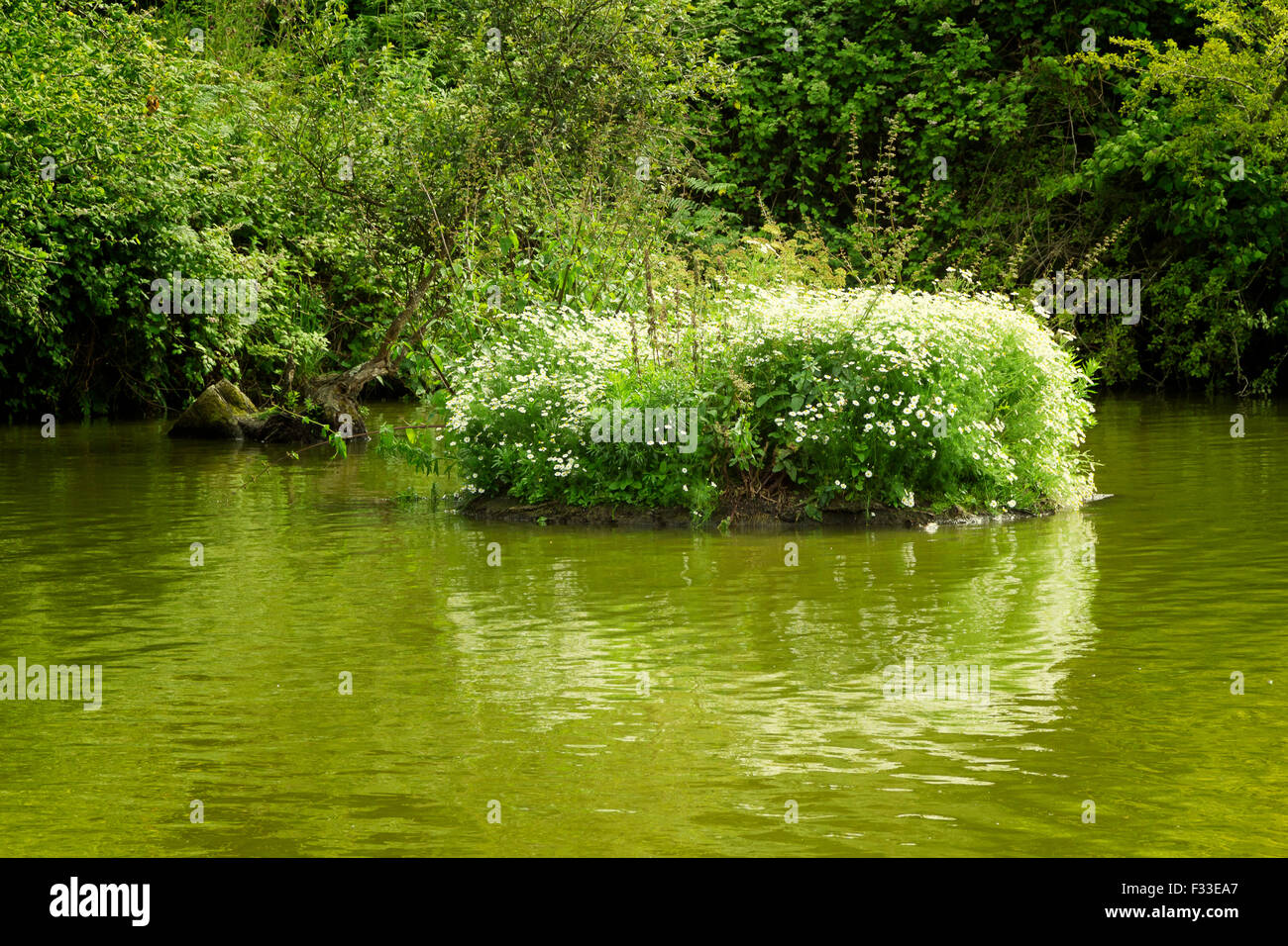 A forest by the water. Stock Photo