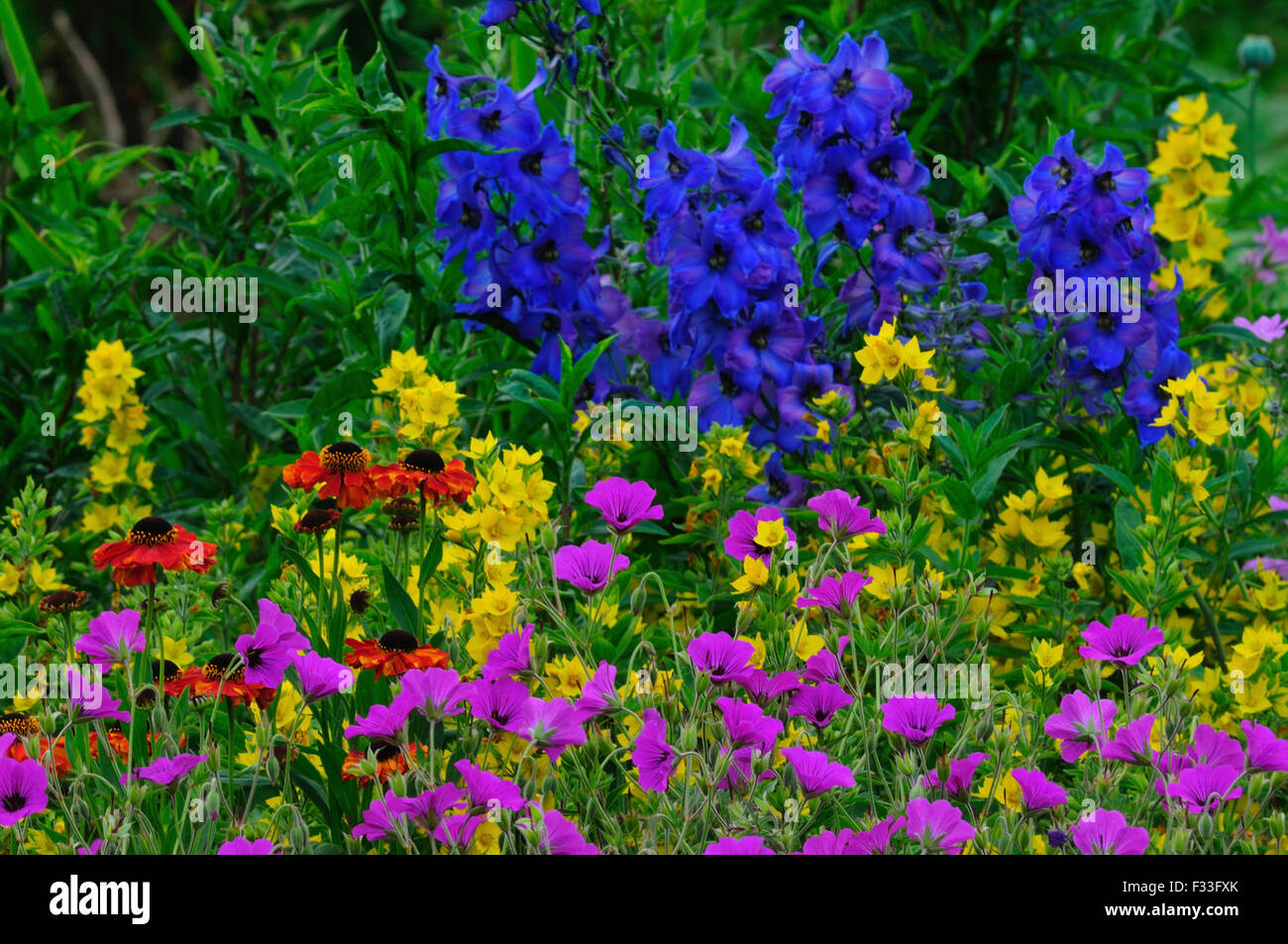 A very colourful herbaceous border UK Stock Photo