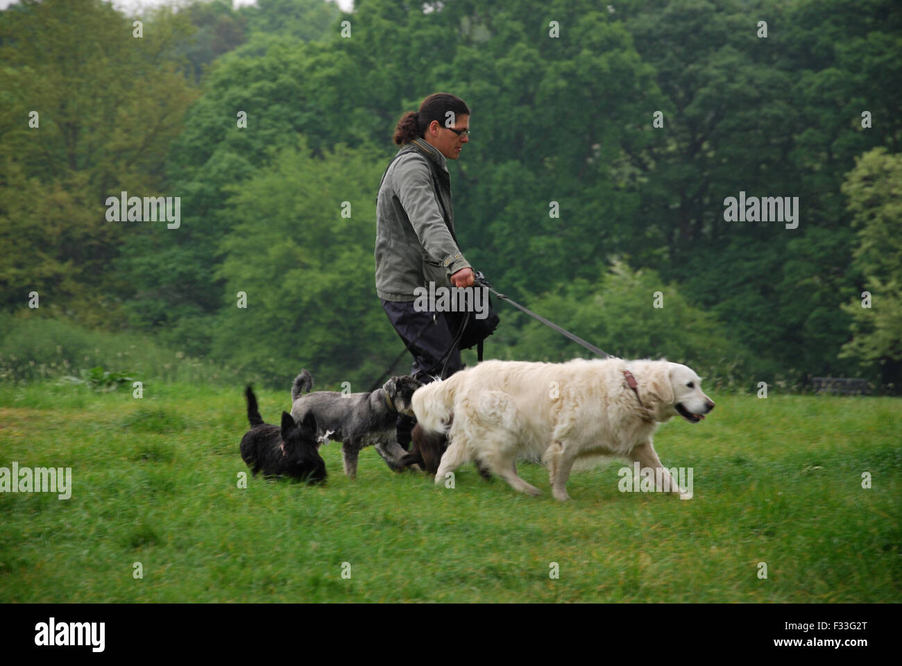 walking the dogs Hampstead Heath London United Kingdom Stock Photo Alamy