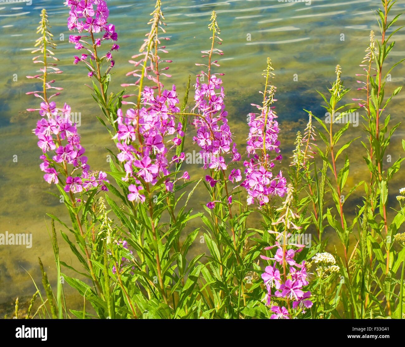 On rose bay willow herb hi-res stock photography and images - Alamy