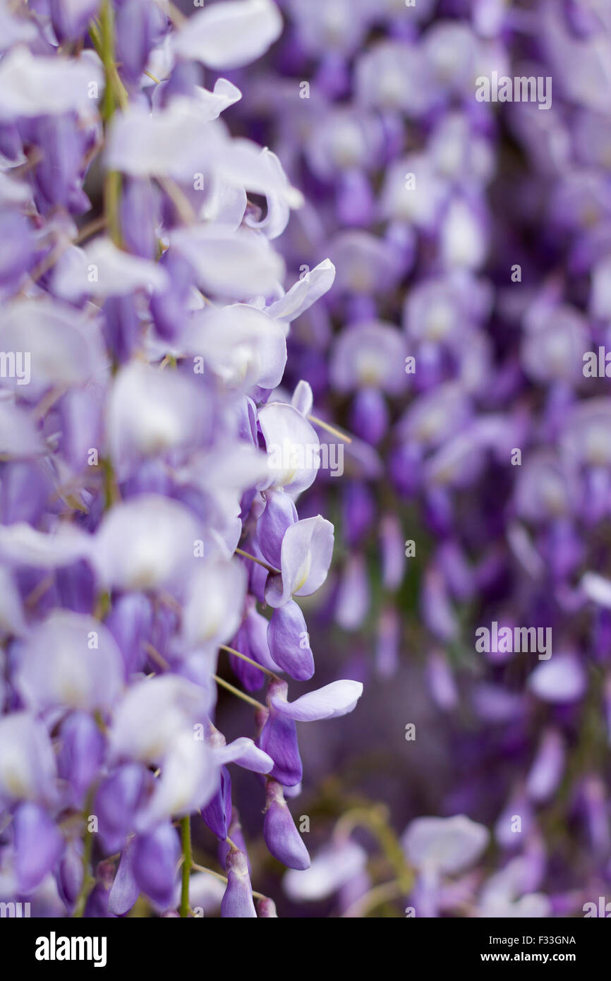 purple violet flowers Stock Photo