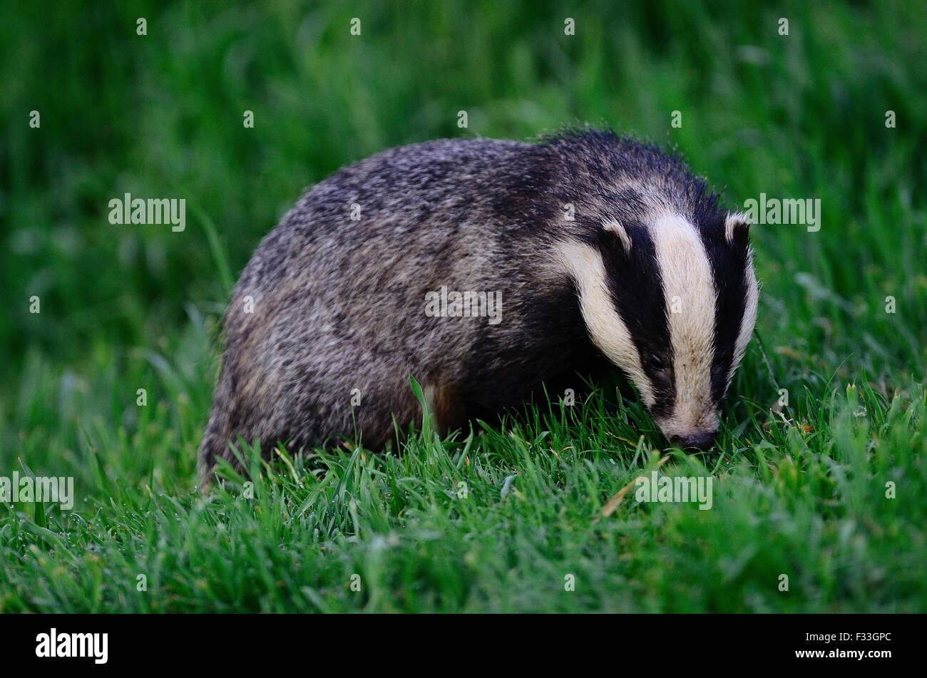 A badger feeding in the grass UK Stock Photo