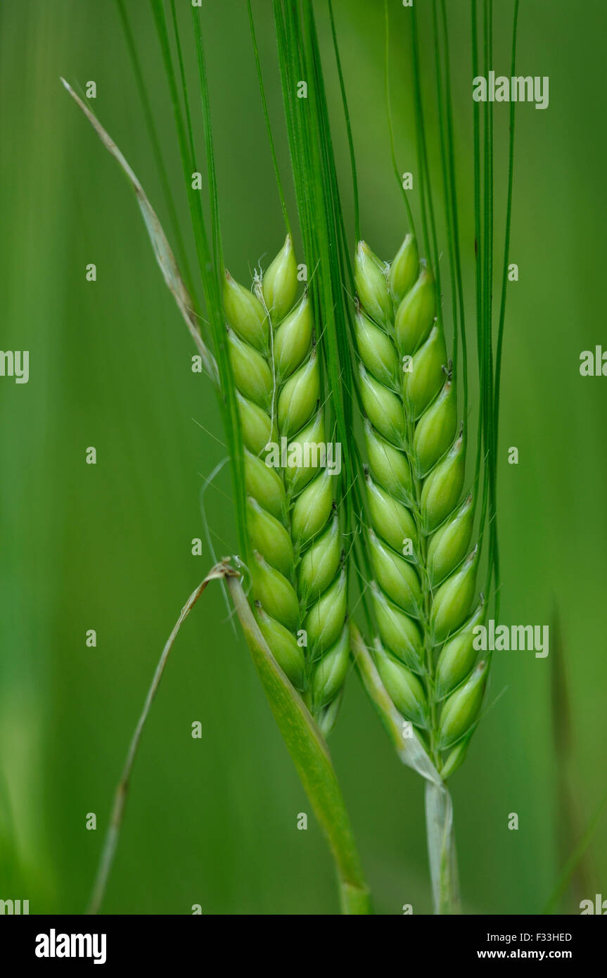 Barley corn hires stock photography and images Alamy