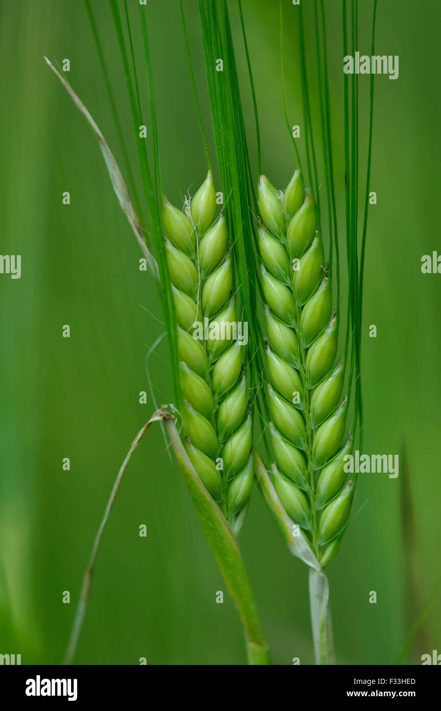 Two unripe barley stems UK Stock Photo