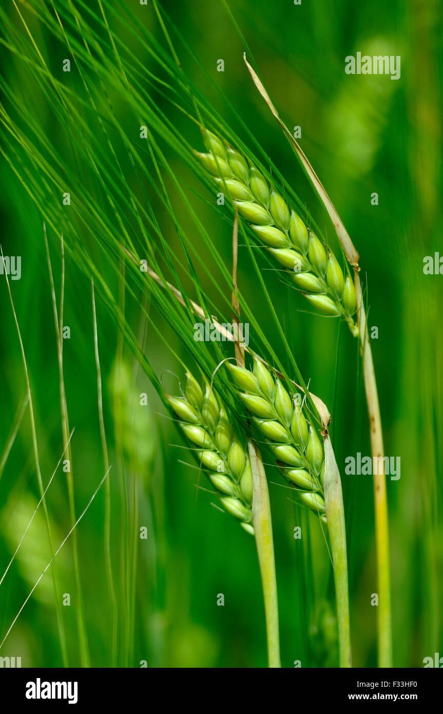 Barley corn hires stock photography and images Alamy