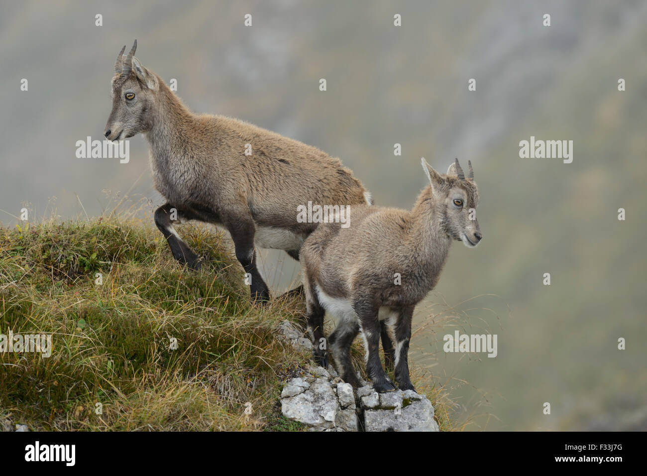 Two young Alpine ibex / Steinbock / Alpensteinbock ( Capra ibex ) stands on some rocks in wild high mountains range. Stock Photo