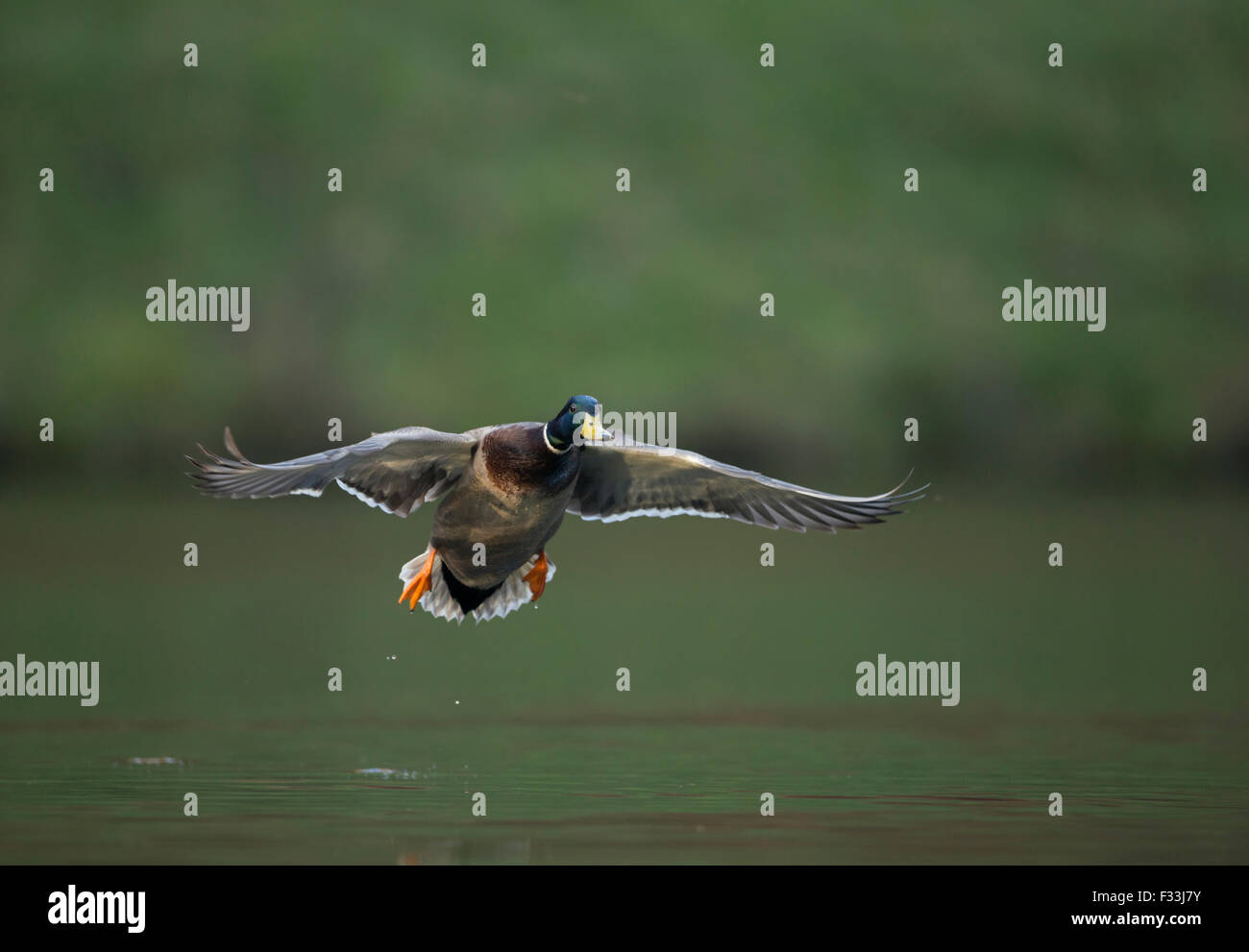 Flight shot of a male Mallard / Wild Duck / Stockente ( Anas platyrhynchos ) just before landing on a natural pond. Stock Photo