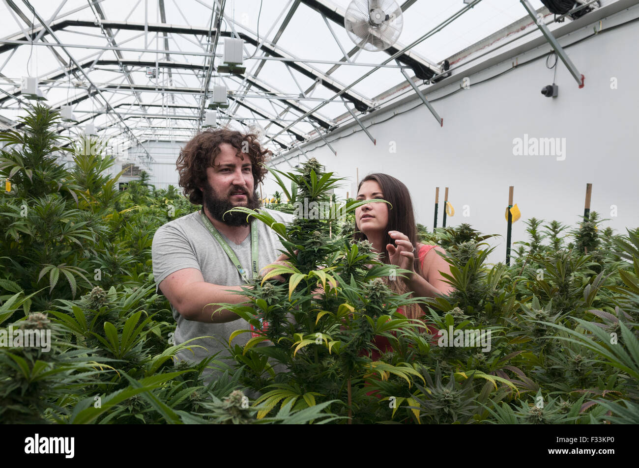 Marijuana organic grow.  Pueblo, CO Stock Photo