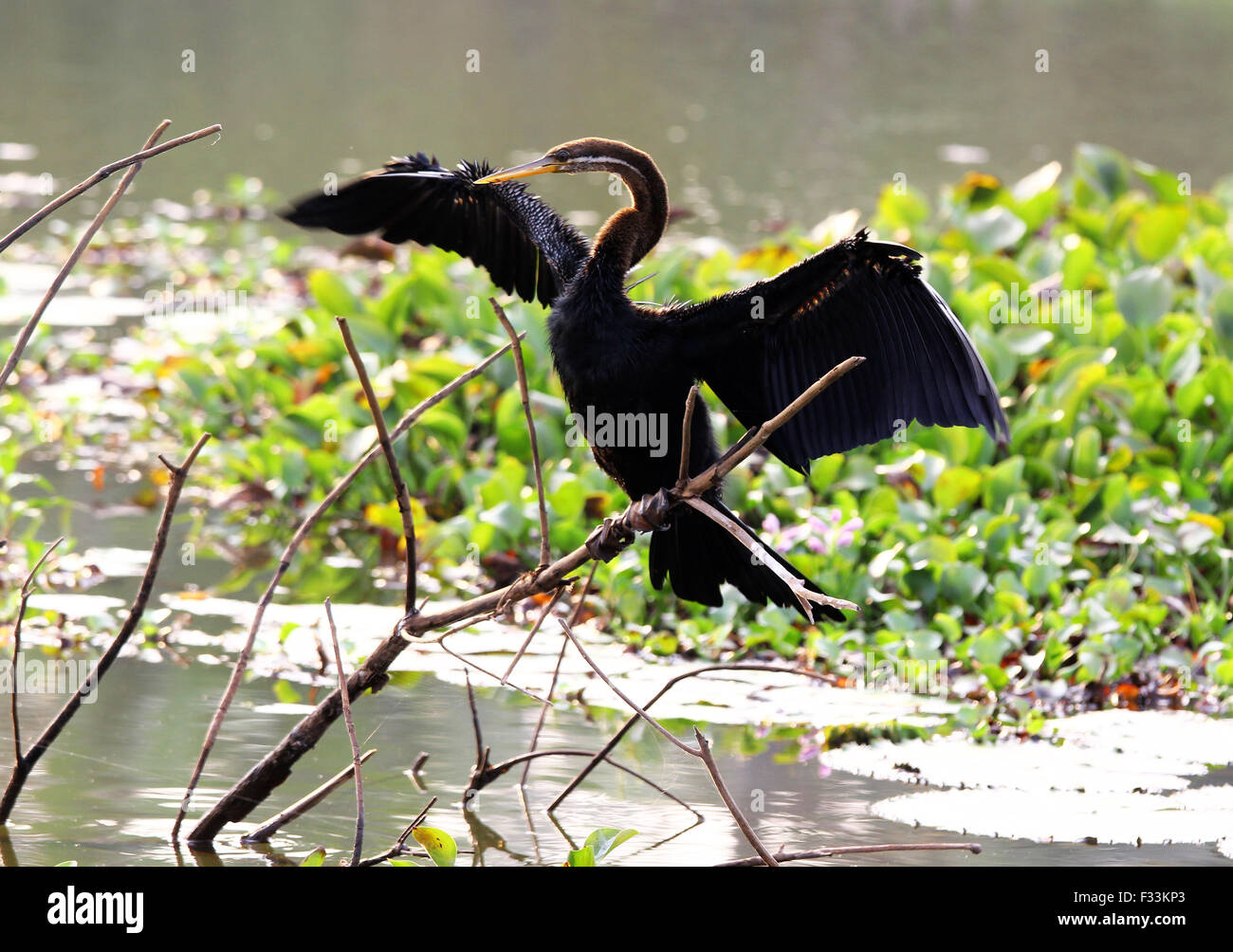 Periyar Tiger Reserve Stock Photo