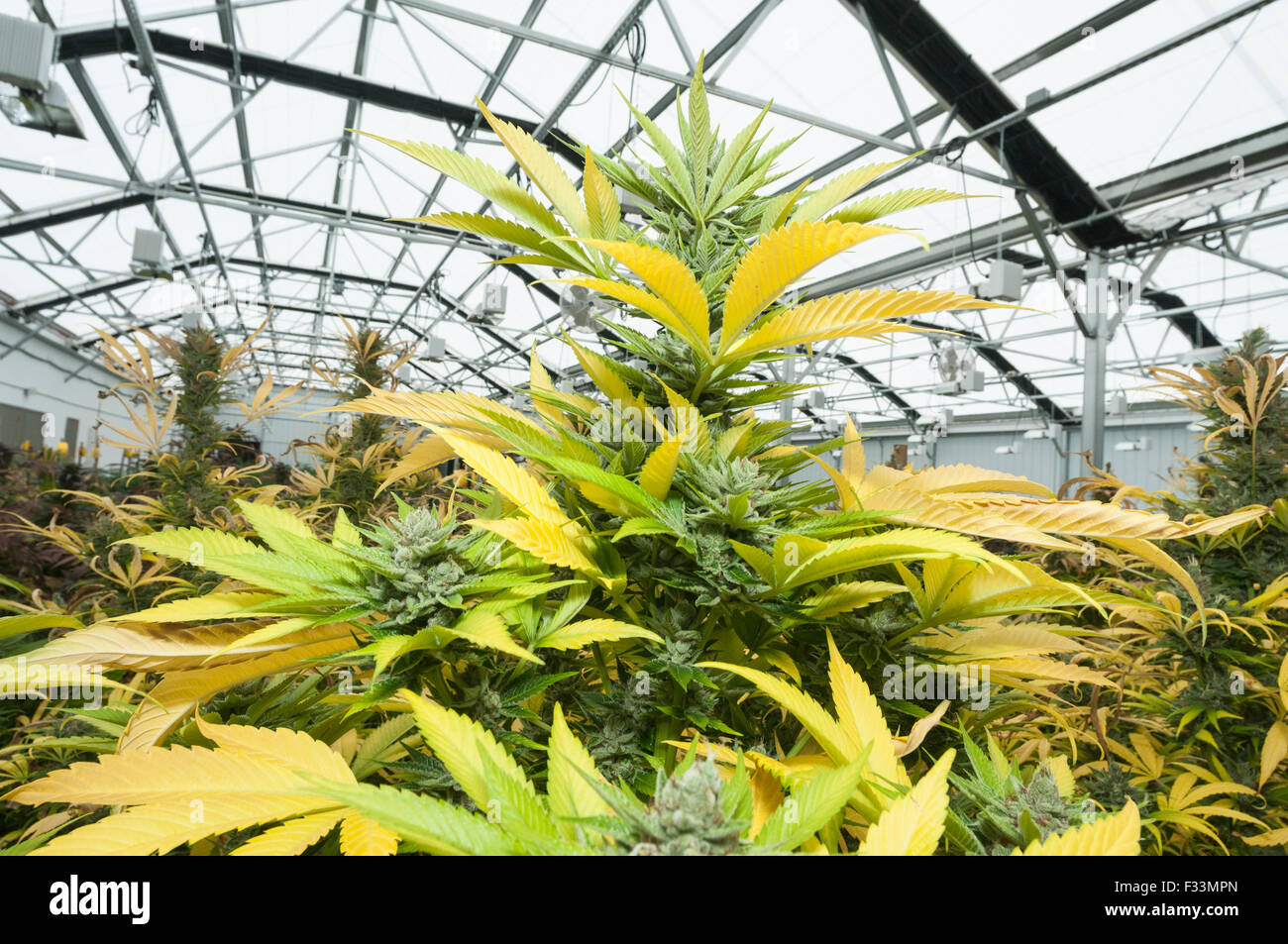Commercial marijuana grow ready for harvest.  Denver, CO Stock Photo