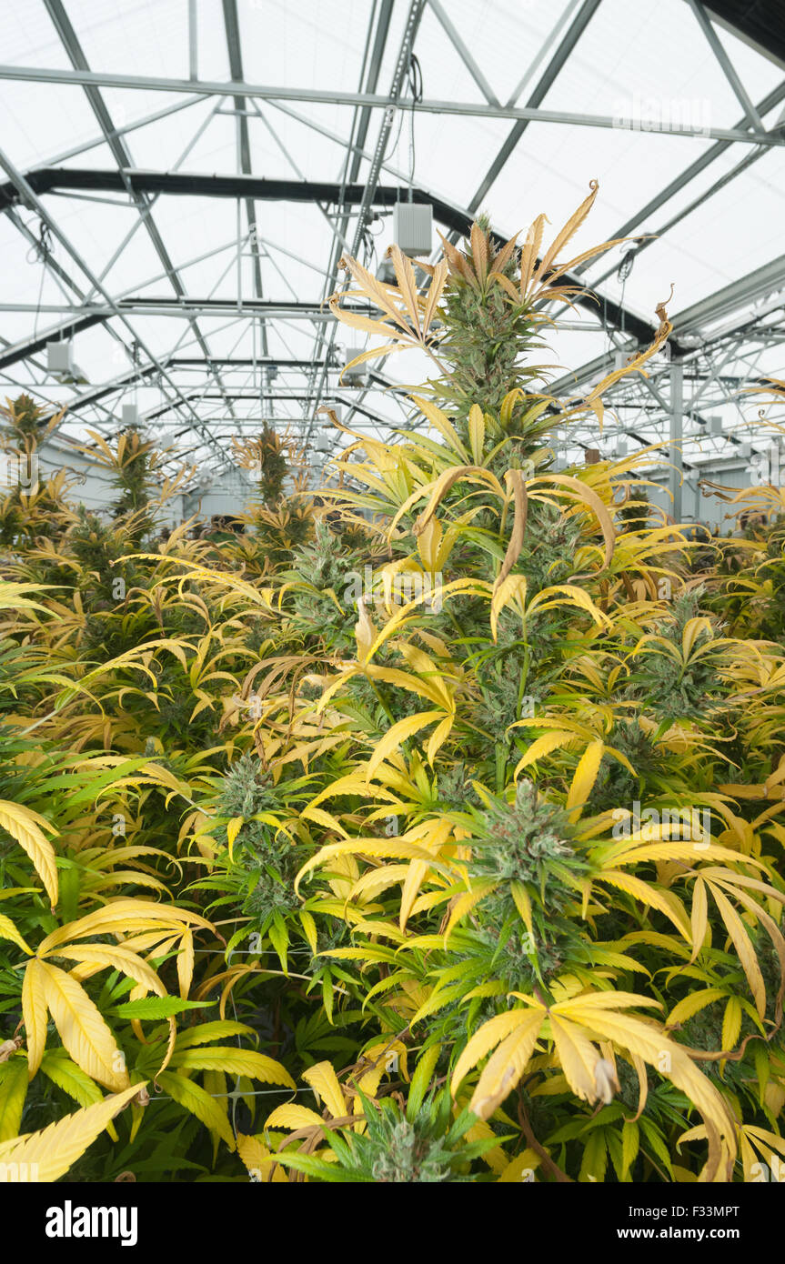 Marijuana plants in commercial grow ready for harvest. Pueblo, CO Stock