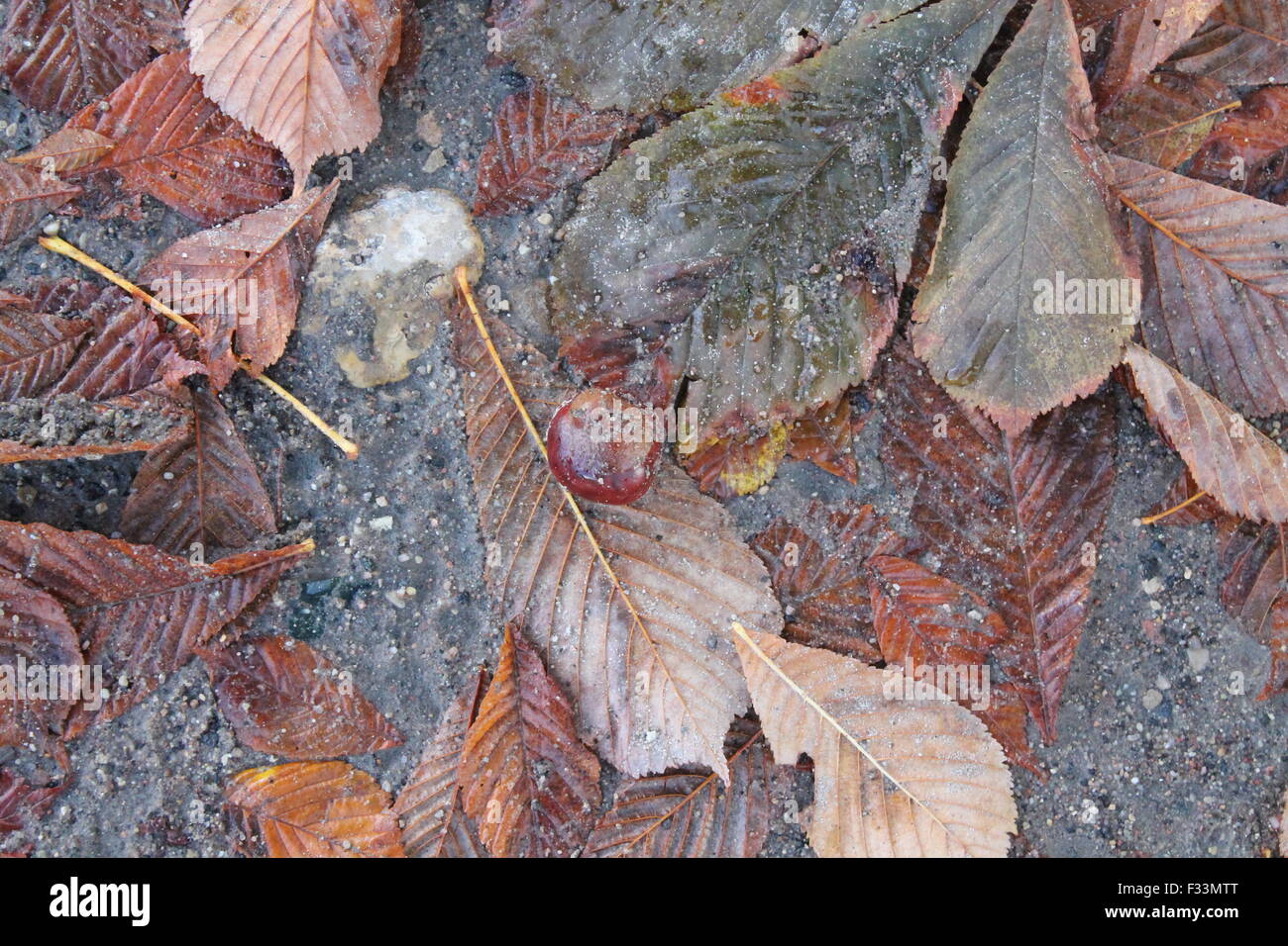 brown wet leaves of chestnuts tree lay on stone city pavement Stock Photo