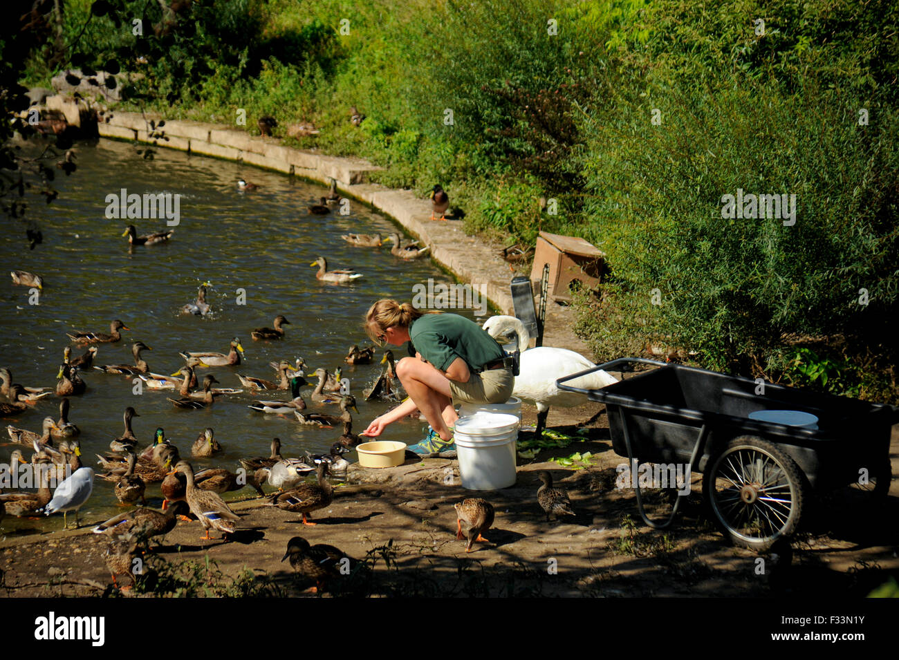 Zookeeper feeding ducks, Lincoln Park Zoo, Chicago, Illinois Stock Photo Alamy