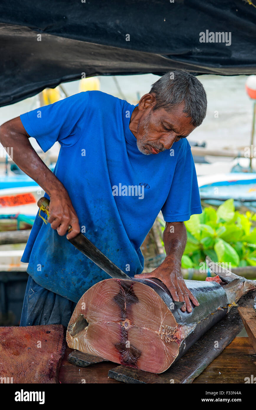 Tuna Fish at Fish Market in Galle, Sri Lanka Stock Photo Alamy