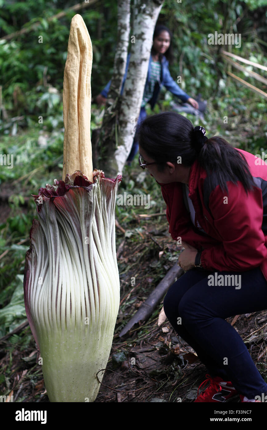 Sumatra, Indonesia. 29th Sep, 2015. Residents walk near a titan arum flower (Amorphophallus titanum), known as the 'corpse flower', blossoming at the foot of Mount Sinabung in the Forest Kerangen Penggurun, Gunung Merlawan village, North Sumatra, Indonesia on September 29, 2015. The rare plant, native to the tropical rain forests Sumatra, unexpected bloom on schedule and well known to smell like rotten meat. Titan arum flowers every three years and the smell of the carcass when it happens. Credit:  Ivan Damanik/Alamy Live News Stock Photo