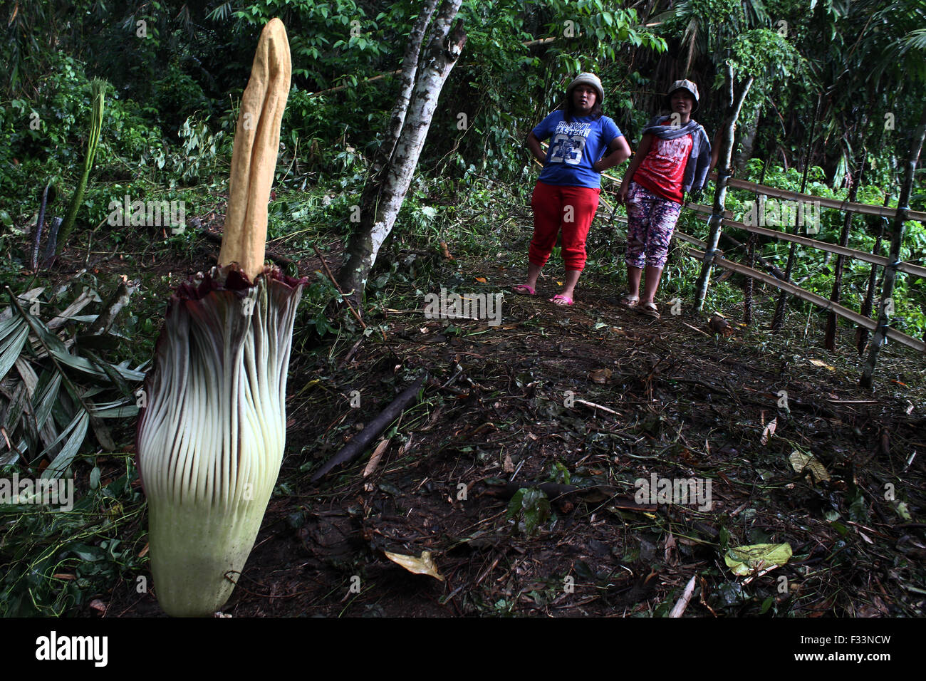 Sumatra, Indonesia. 29th Sep, 2015. Residents saw a titan arum flower (Amorphophallus titanum), known as the 'corpse flower', blossoming at the foot of Mount Sinabung in the Forest Kerangen Penggurun, Gunung Merlawan village, North Sumatra, Indonesia on September 29, 2015. The rare plant, native to the tropical rain forests Sumatra, unexpected bloom on schedule and well known to smell like rotten meat. Titan arum flowers every three years and the smell of the carcass when it happens. Credit:  Ivan Damanik/Alamy Live News Stock Photo