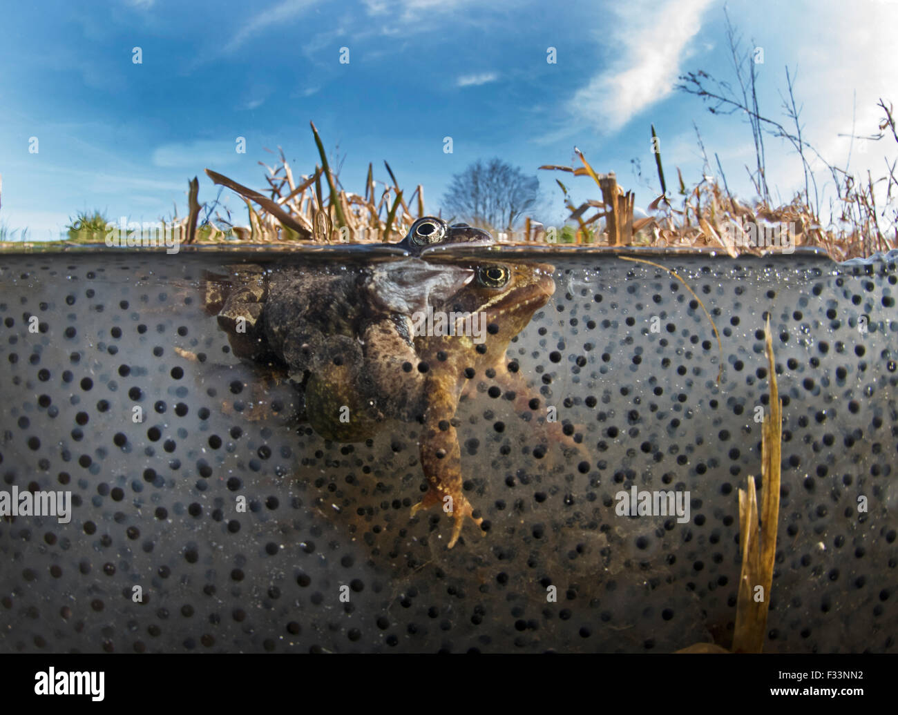 Common Frogs Rana temporaria and spawn in pond  North Norfolk March Stock Photo