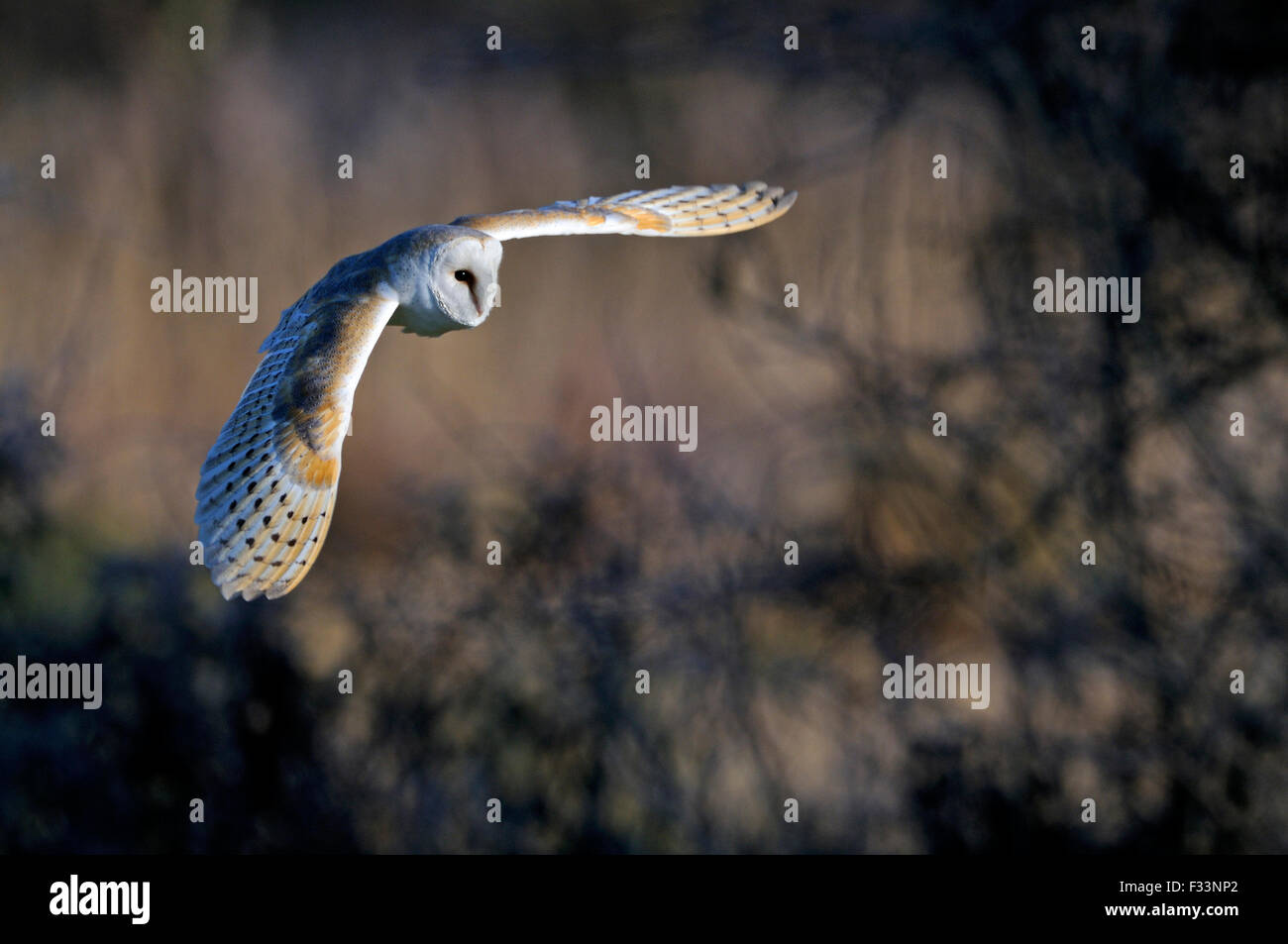 Barn Owl Tyto alba Norfolk winter Stock Photo