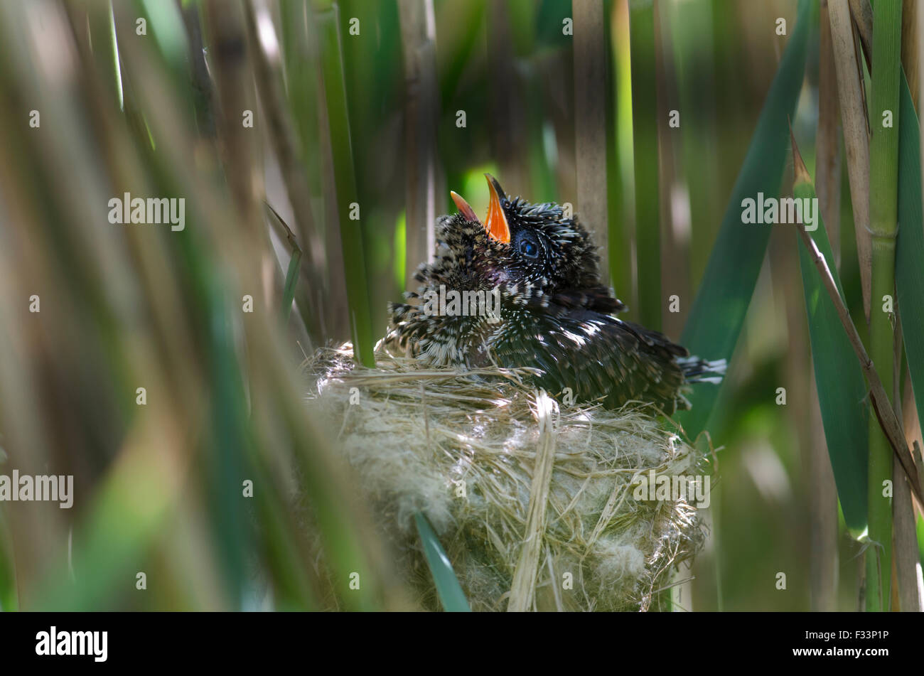 Cuckoo Cuculus canorus 12 day chick in Reed Warbler nest East Anglian Fens May Stock Photo