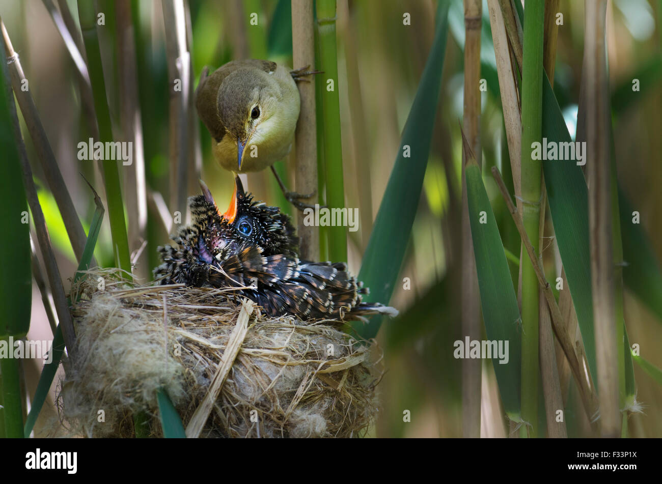 Cuckoo Cuculus canorus 12 day chick in Reed Warbler nest East Anglian Fens May Stock Photo
