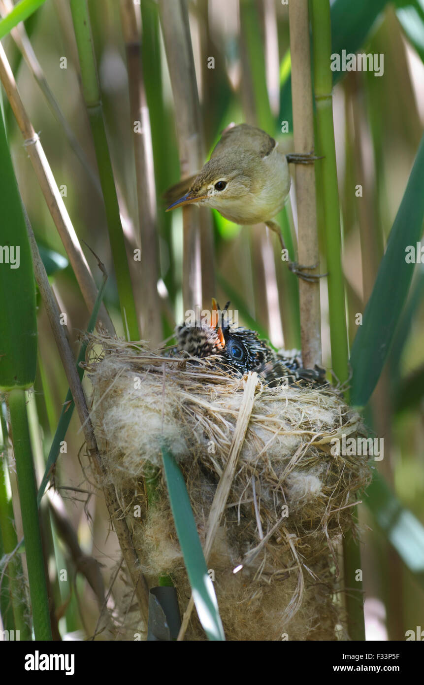 Cuckoo Cuculus canorus 12 day chick in Reed Warbler nest East Anglian Fens May Stock Photo