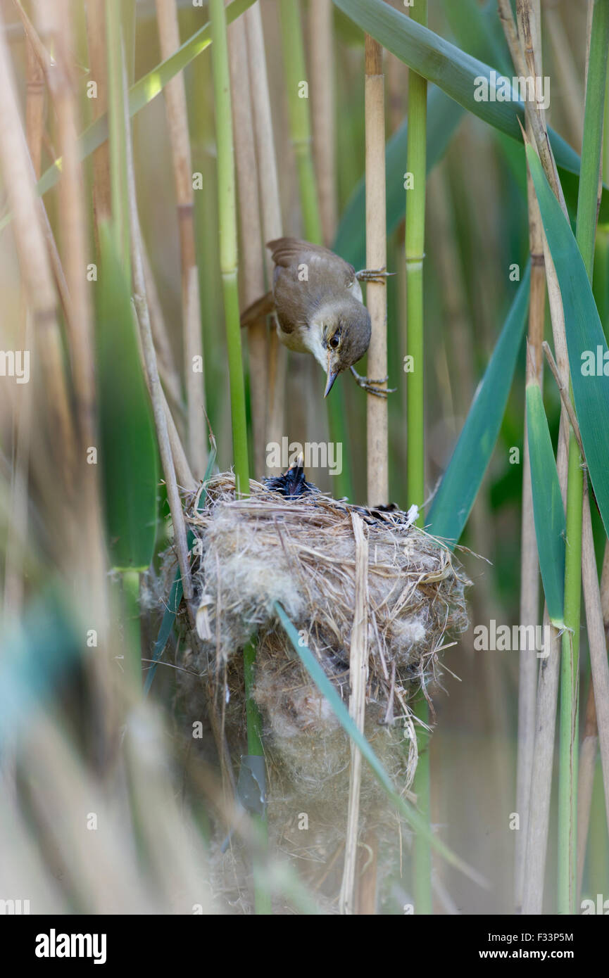 Cuckoo Cuculus canorus 12 day chick in Reed Warbler nest East Anglian Fens May Stock Photo