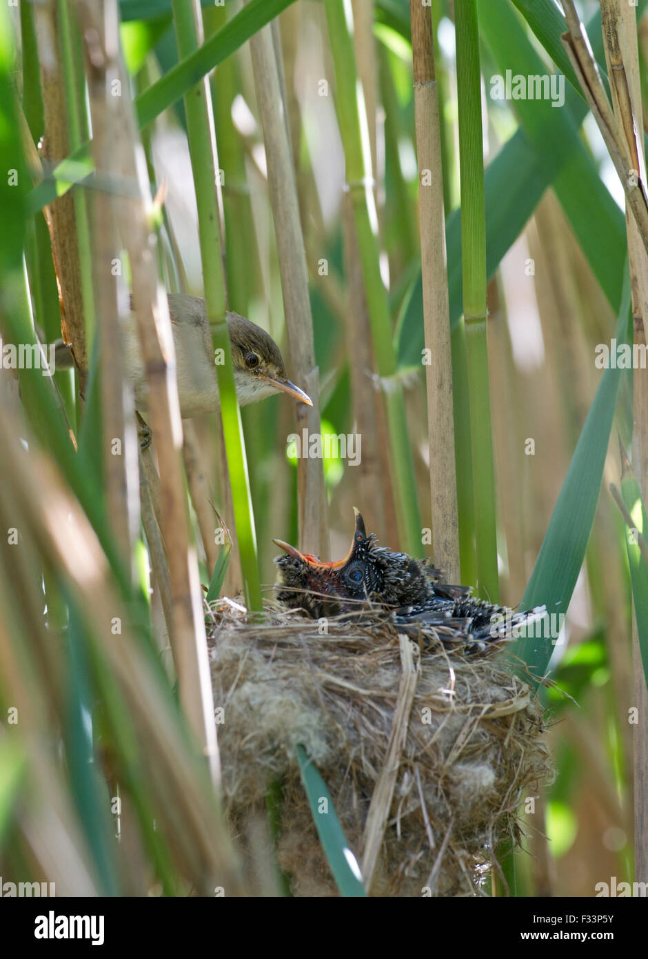 Young Cuckoo Canorus cuculus in Reed Warblers nest in reedbed Norfolk May Stock Photo