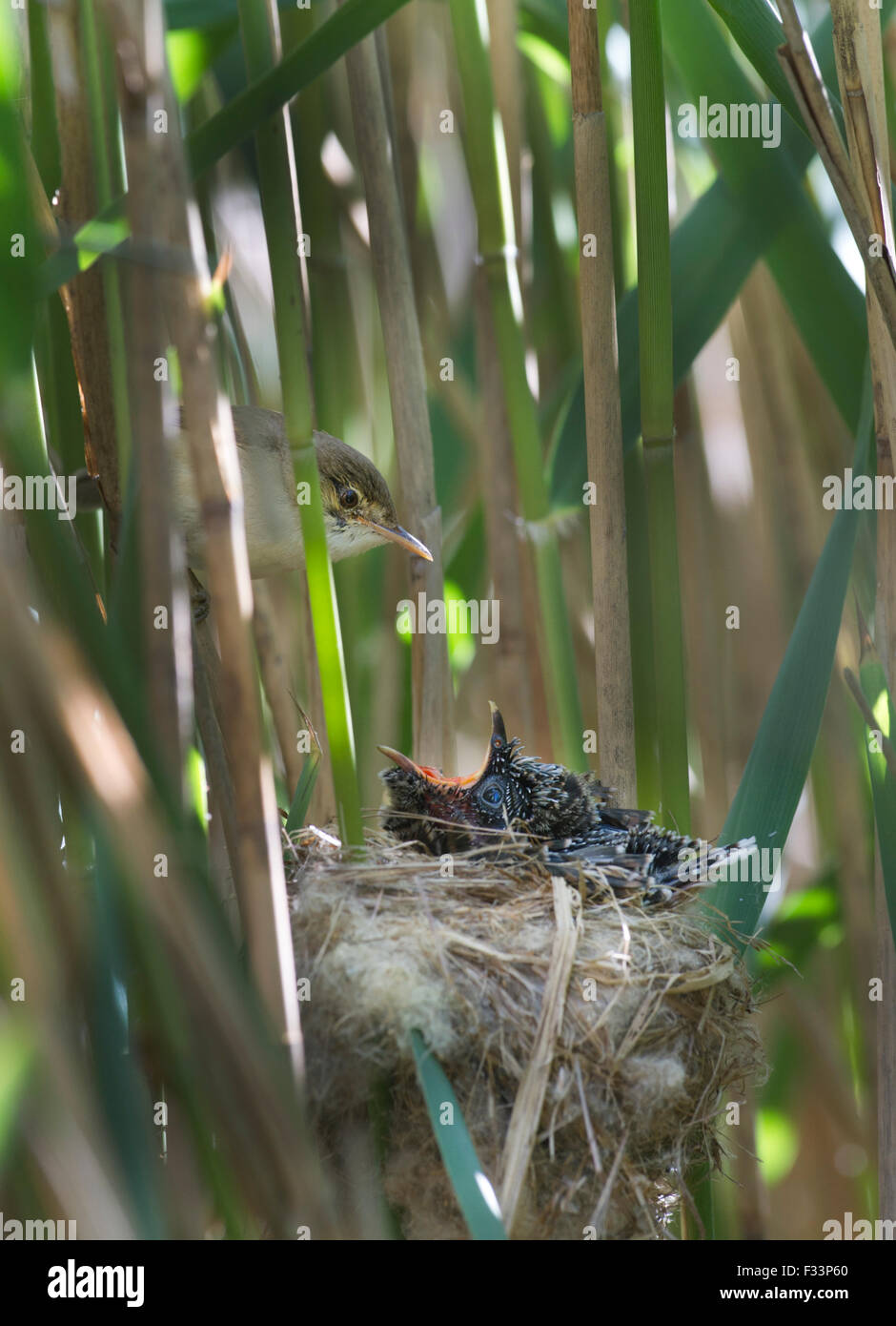 Cuckoo Cuculus canorus 12 day chick in Reed Warbler nest East Anglian Fens May Stock Photo
