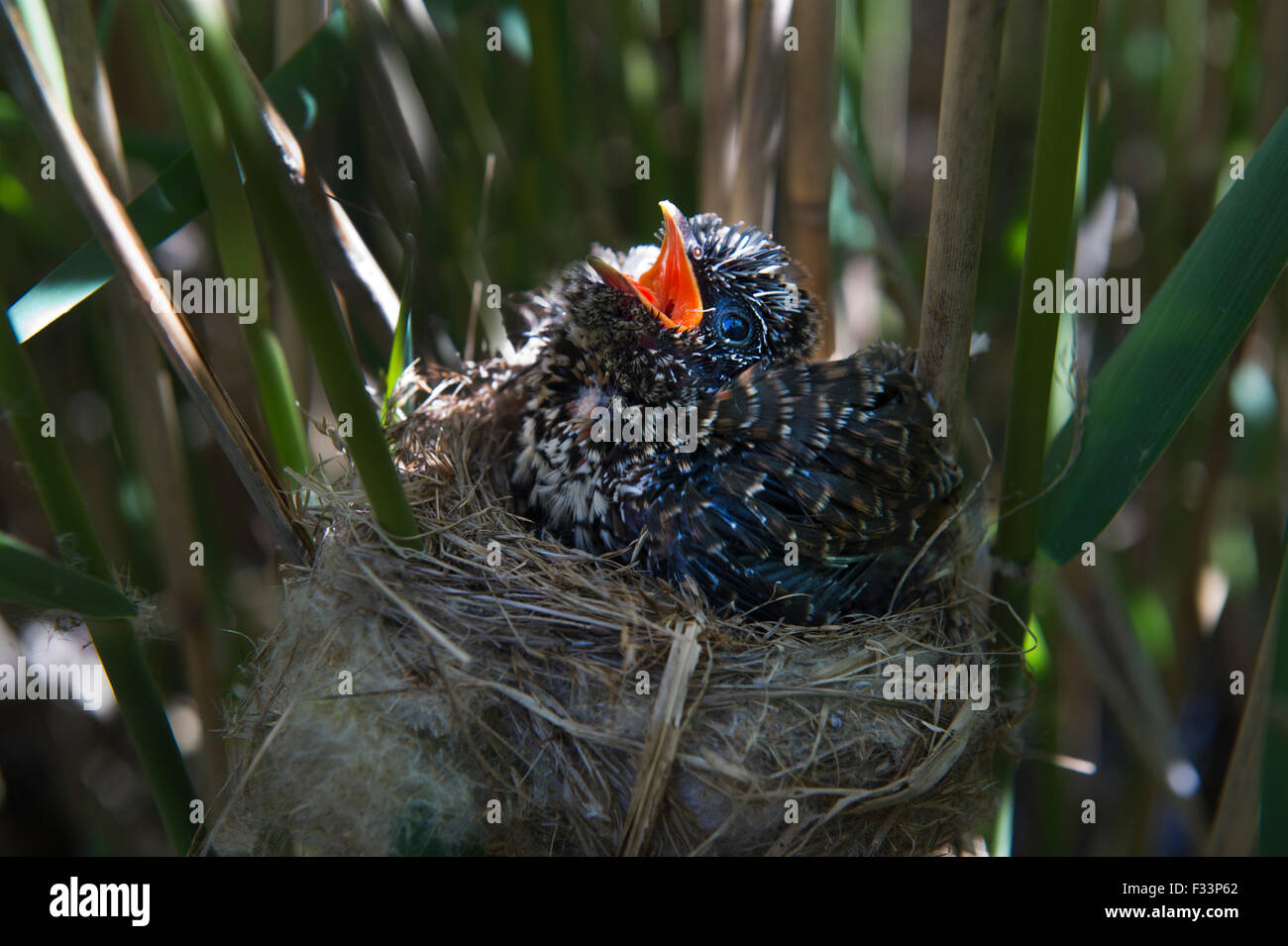 Cuckoo Cuculus canorus 12 day chick in Reed Warbler nest East Anglian Fens May Stock Photo