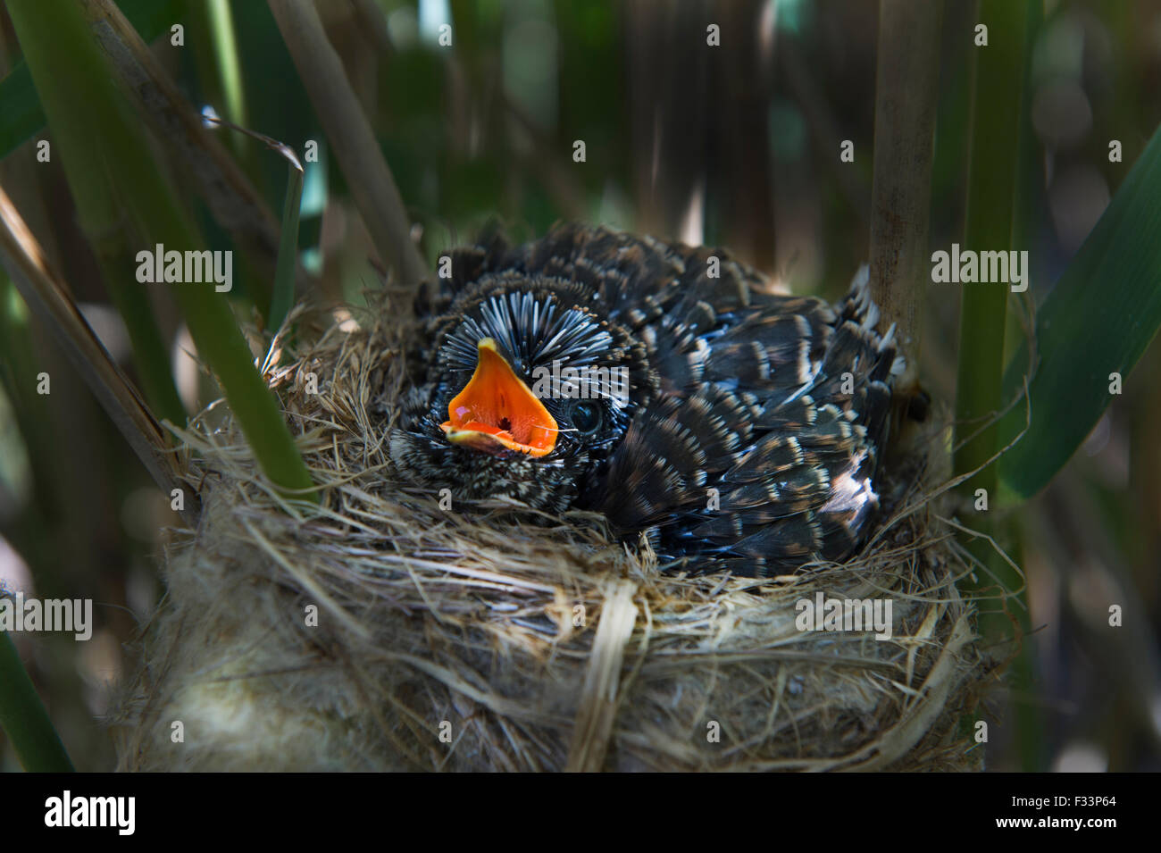 Cuckoo Cuculus canorus 12 day chick in Reed Warbler nest East Anglian Fens May Stock Photo