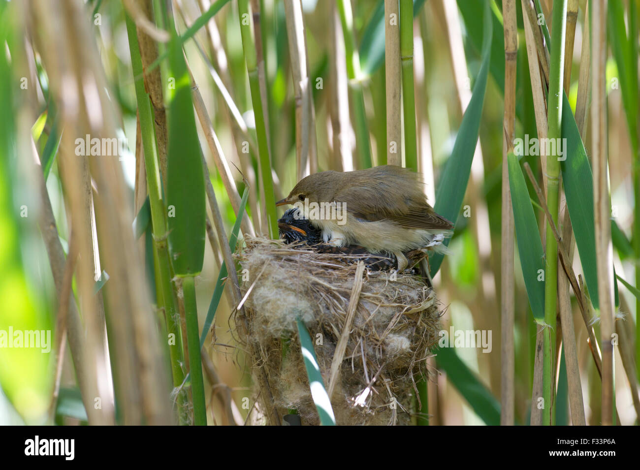 Young Cuckoo Canorus cuculus in Reed Warblers nest in reedbed Norfolk May Stock Photo