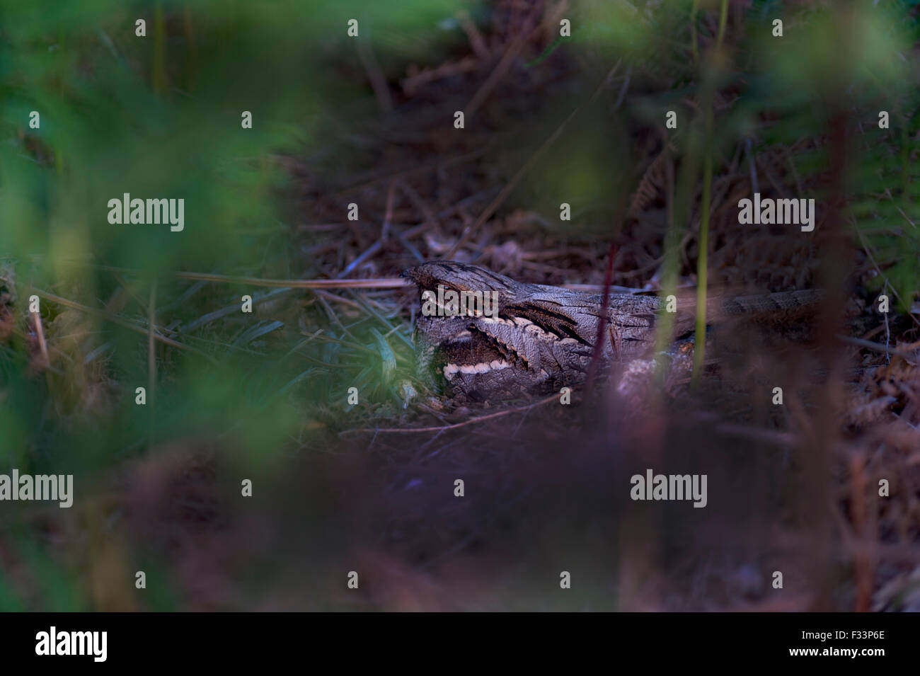 Nightjar Caprimulgus europaeus adult incubating eggs Suffolk Sandlings Spring / summer Stock Photo