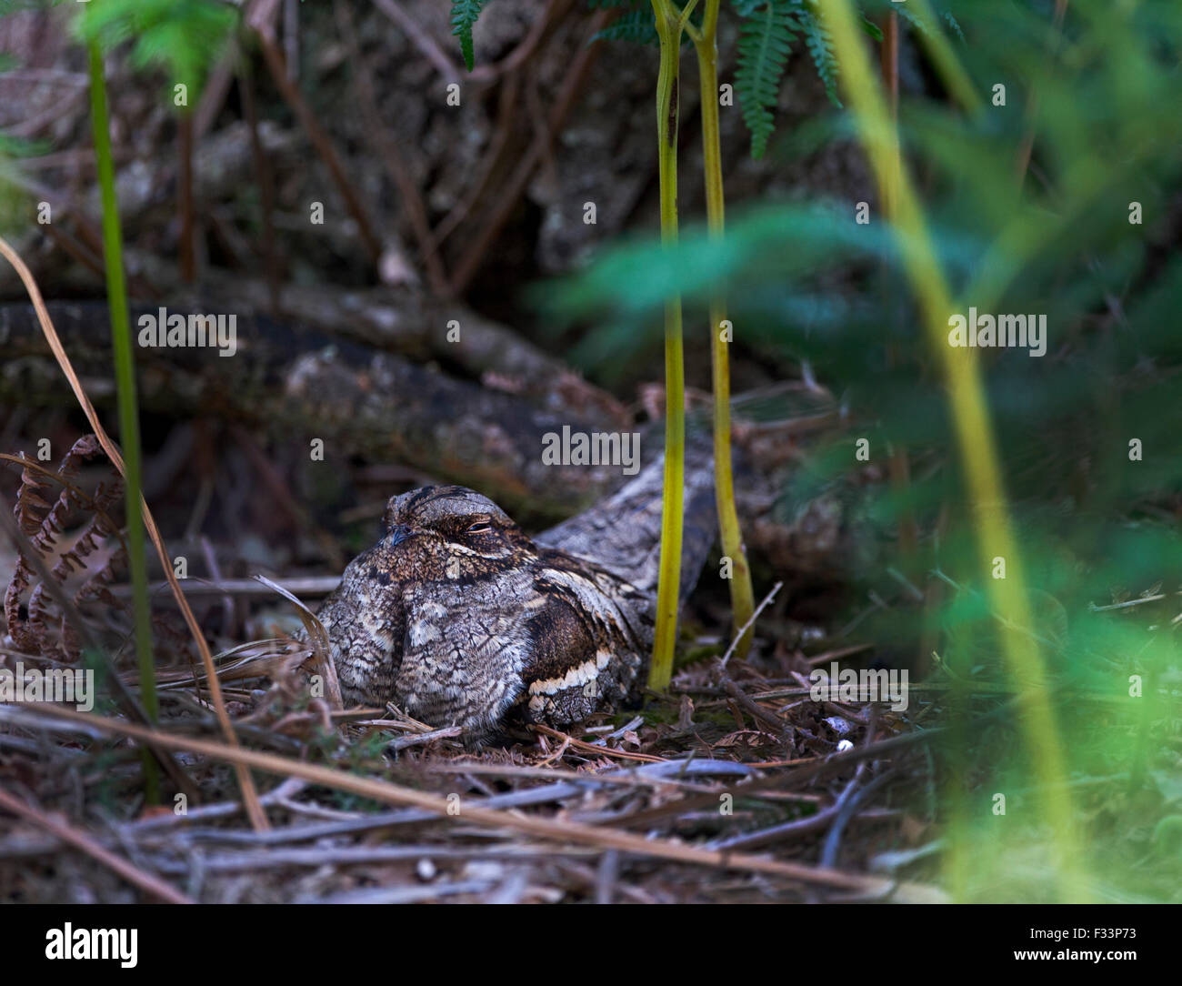 Nightjar Caprimulgus europaeus adult incubating eggs Suffolk Sandlings Spring / summer Stock Photo