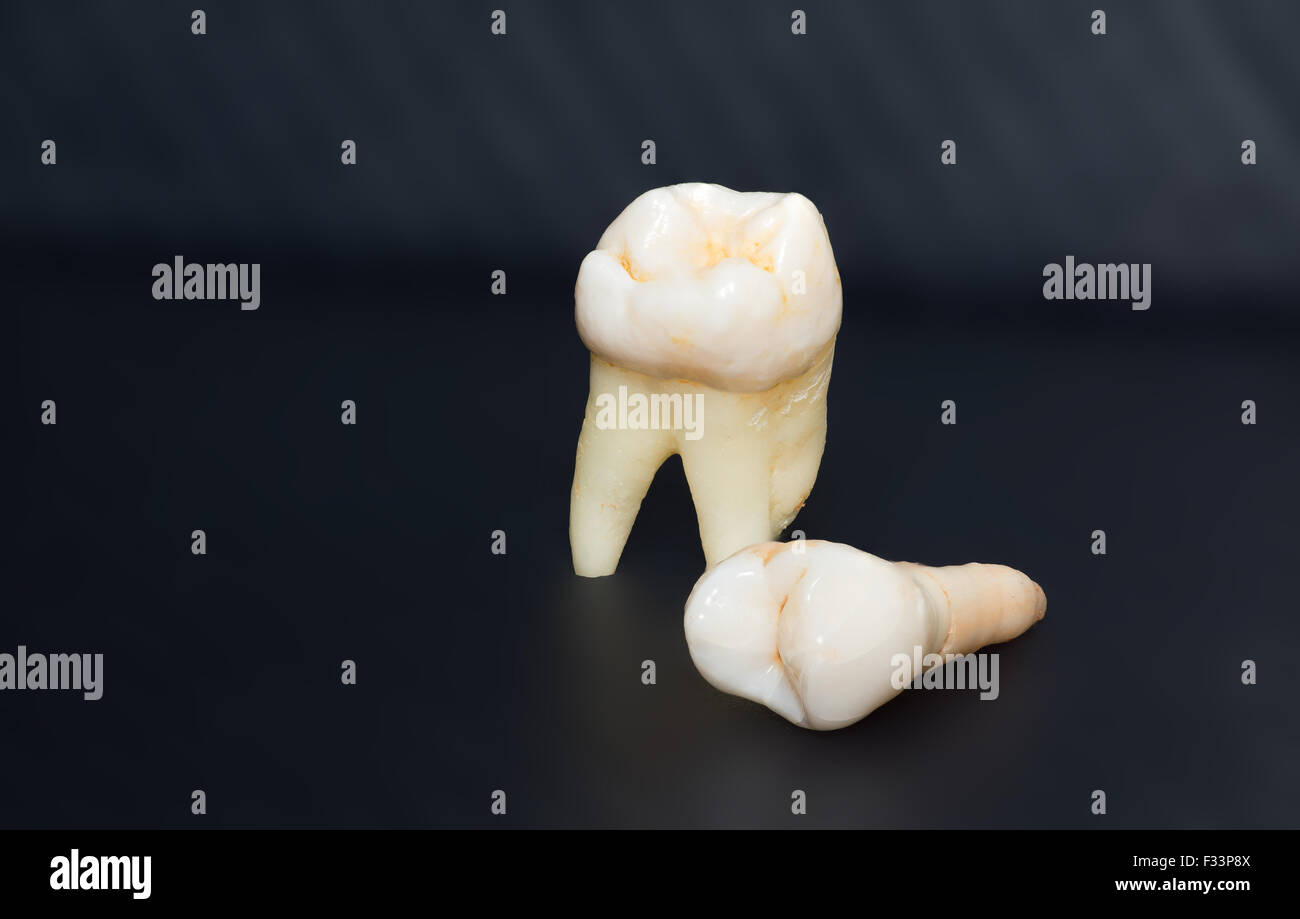 the large photo of two white teeth on a black background Stock Photo