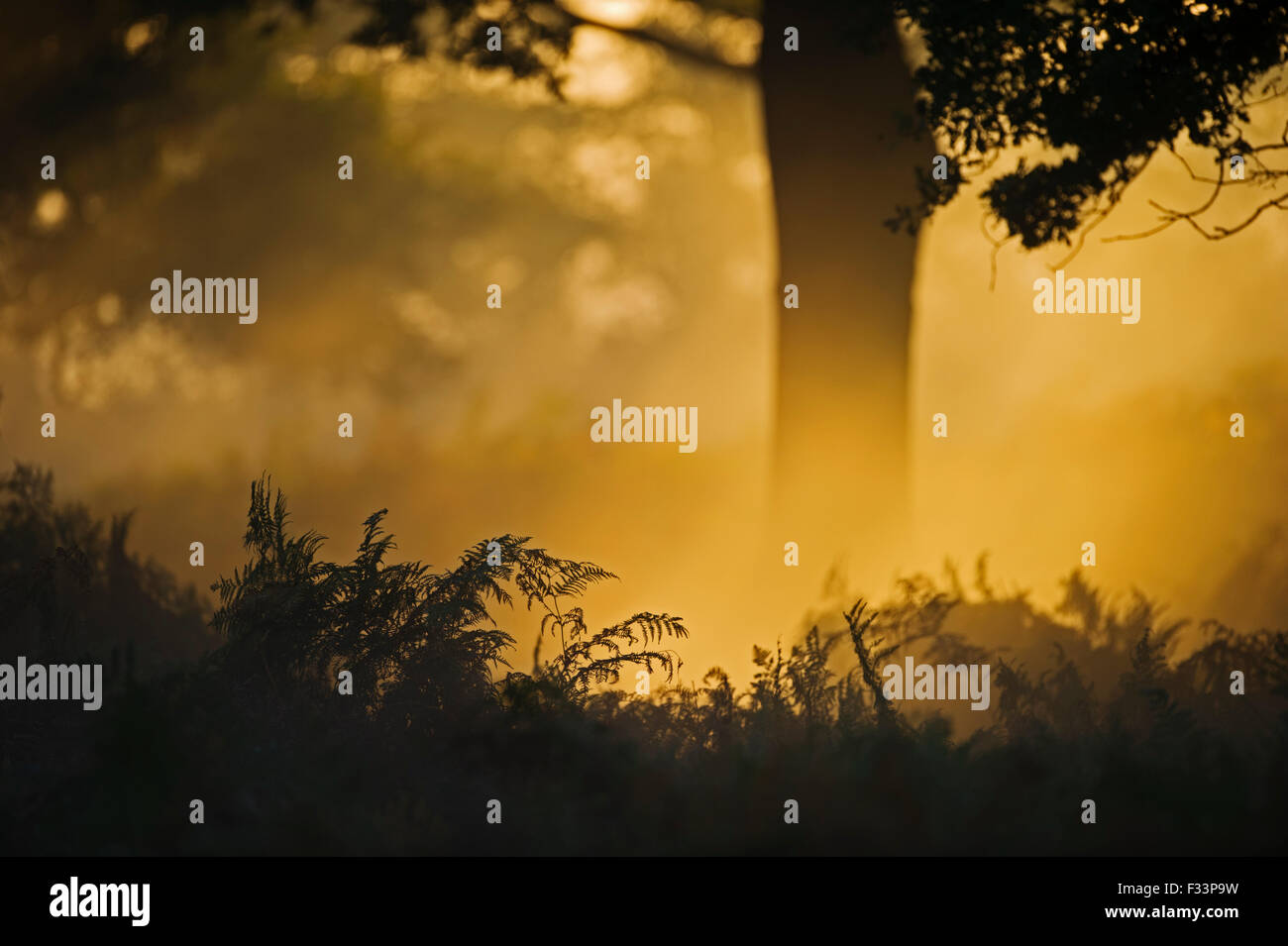 Oak woodland at dawn Norfolk autumn Stock Photo